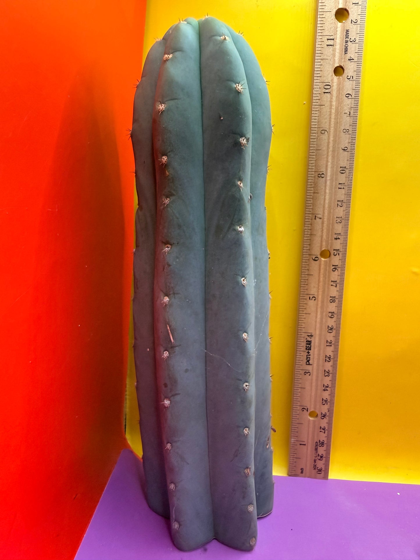 BLUE JUULES GIANT !
