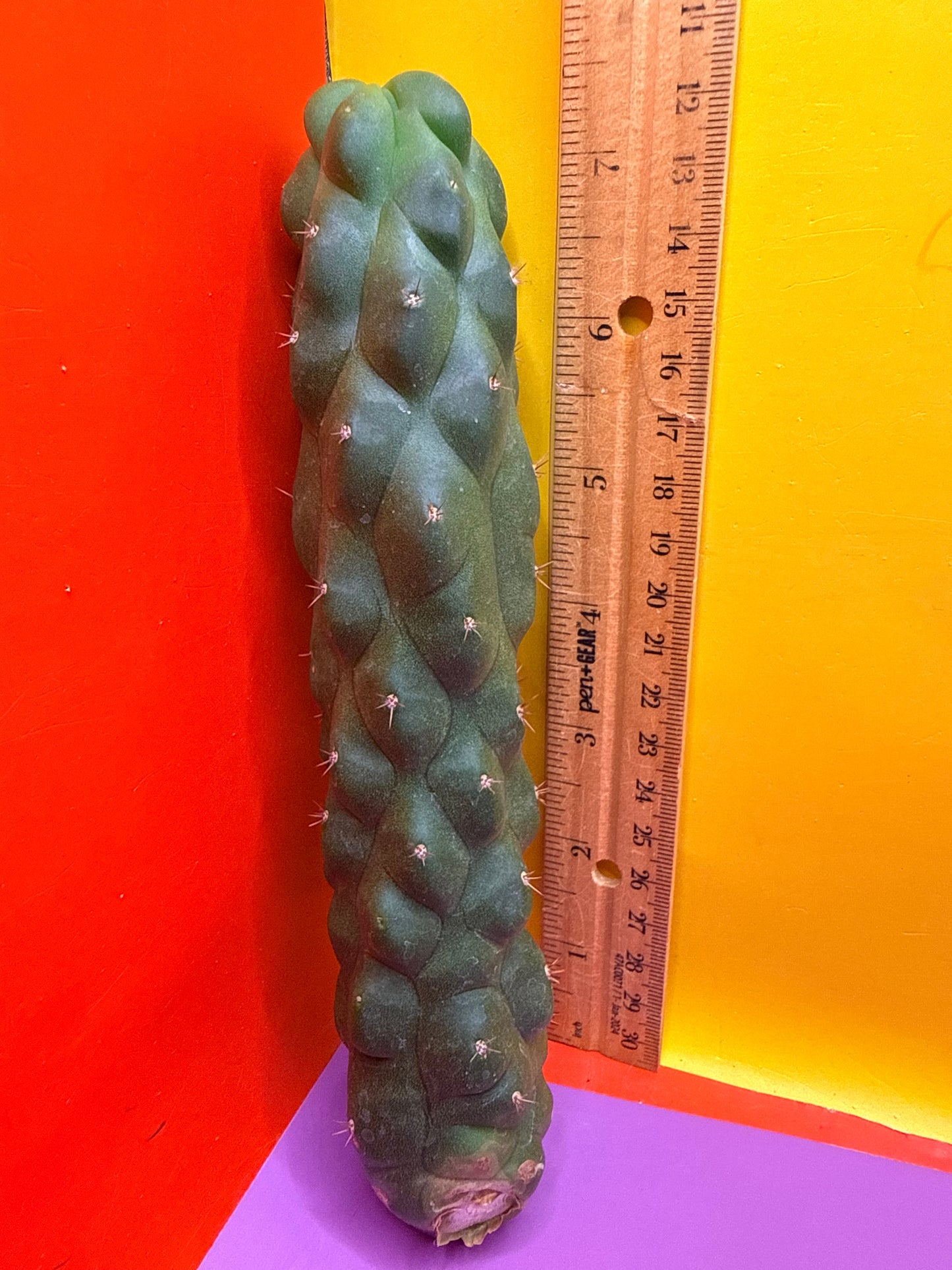 Monstrose San Pedro Cactus! This exact one