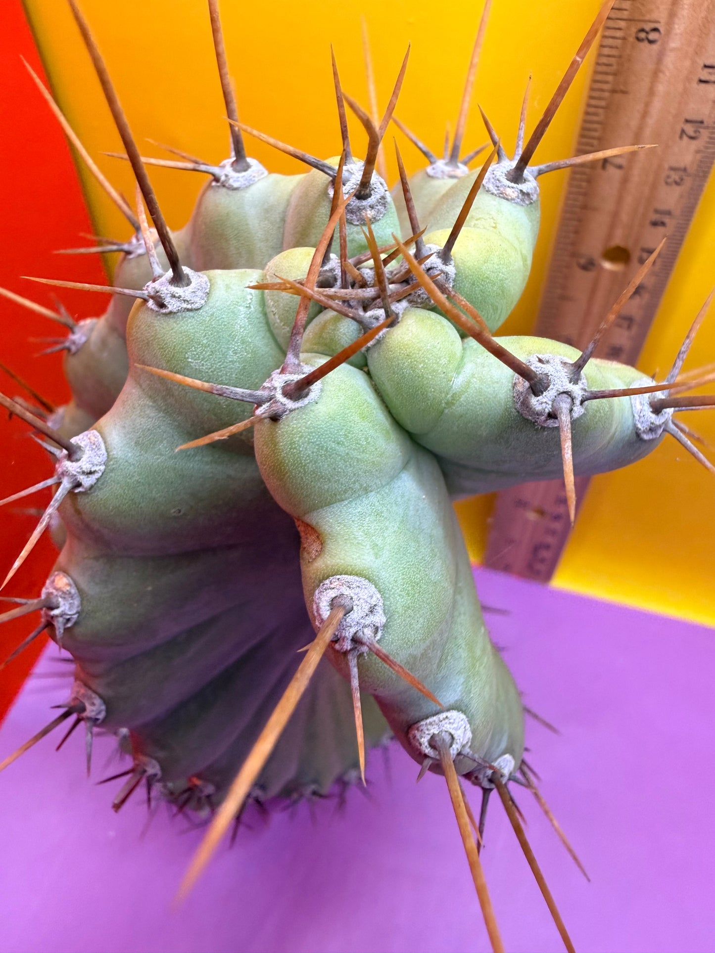 SPIRAL 🌀 CACTUS 🌵!!!