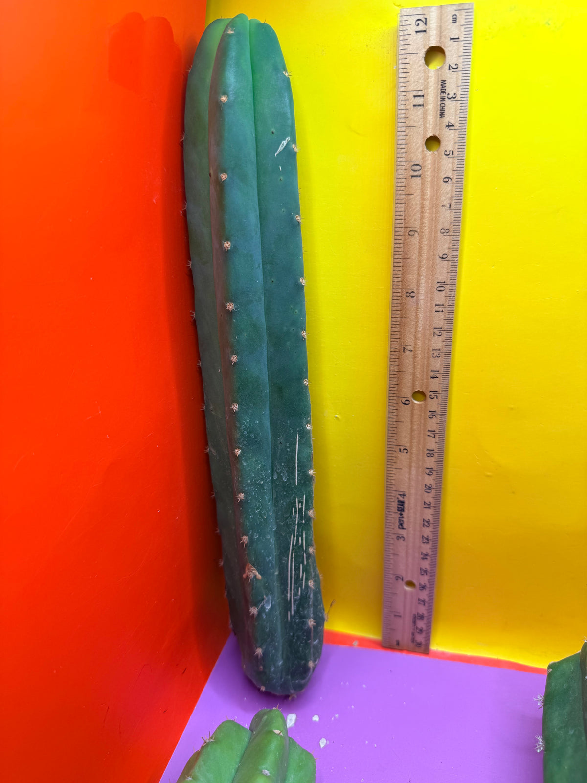 5 pack of San Pedro Cactus !