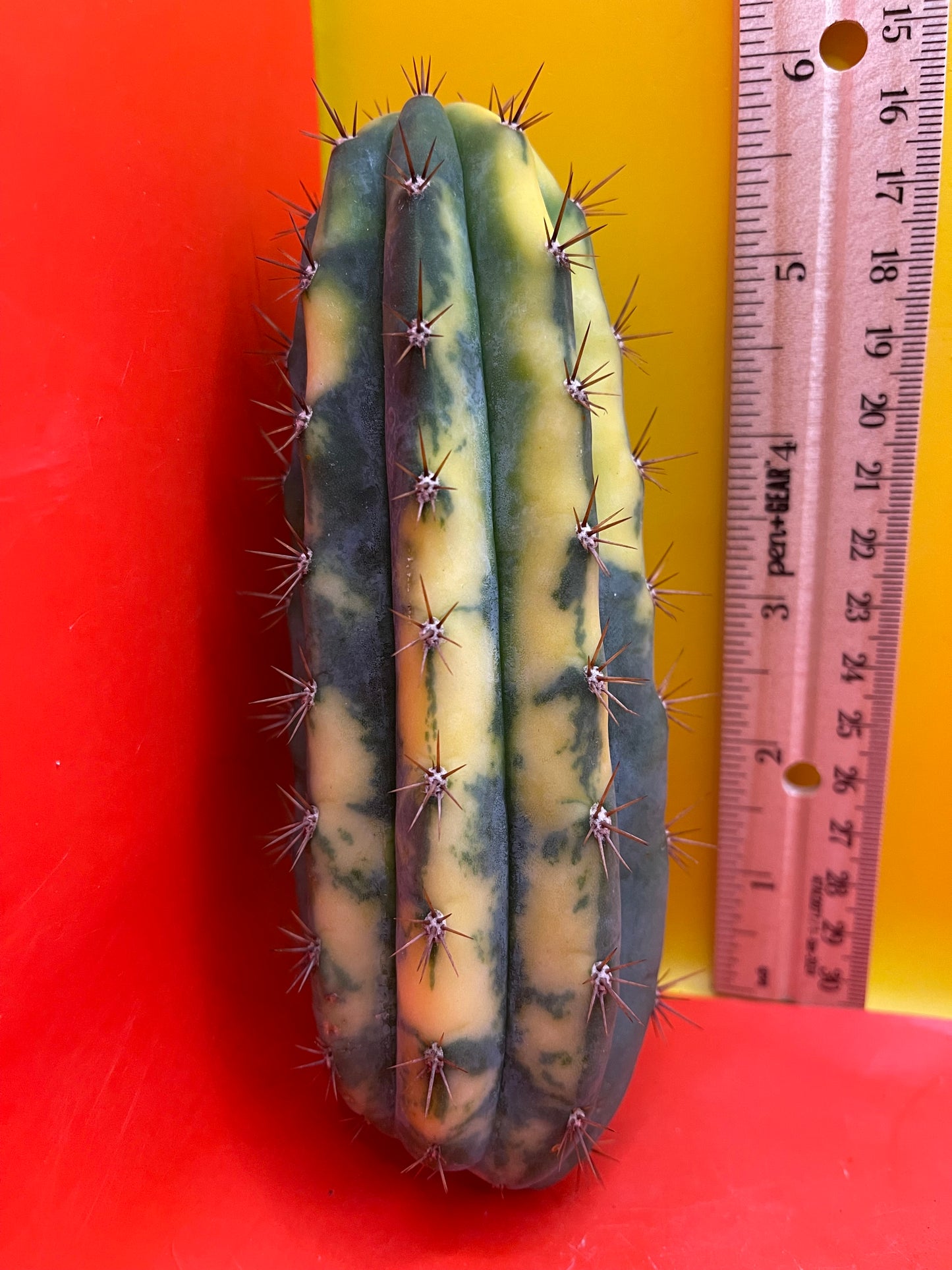 Variegated San Pedro Cactus  trichocereus !