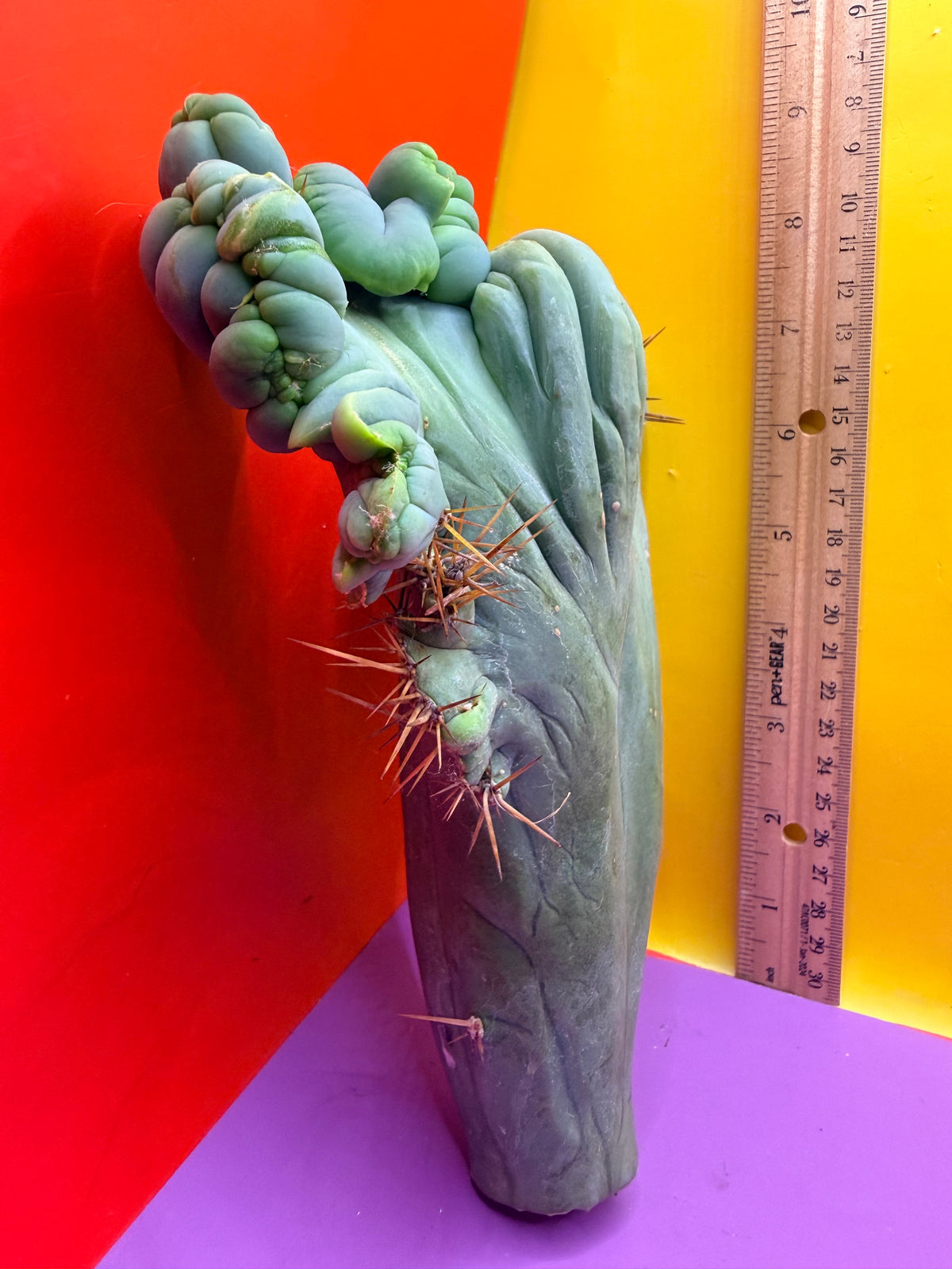 Crested TBM