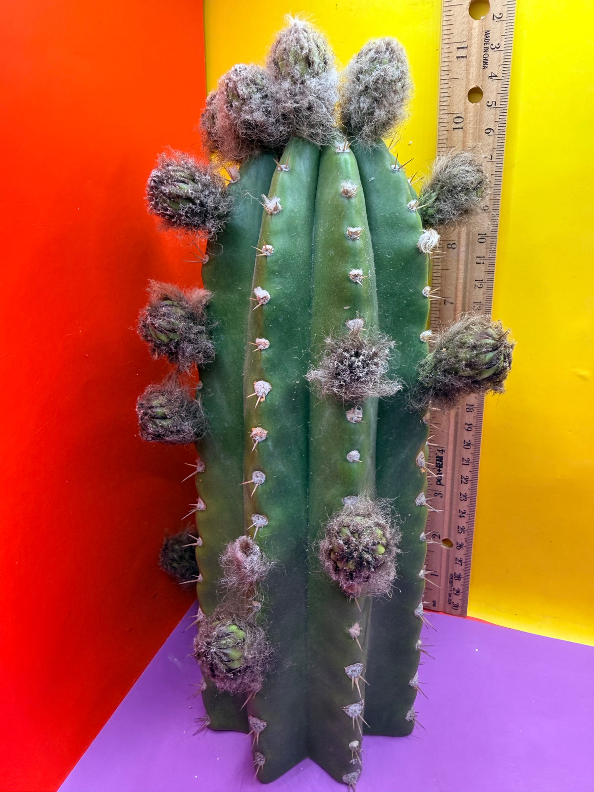 Cacto Hebrido with flower buds , over a Dozen !!!