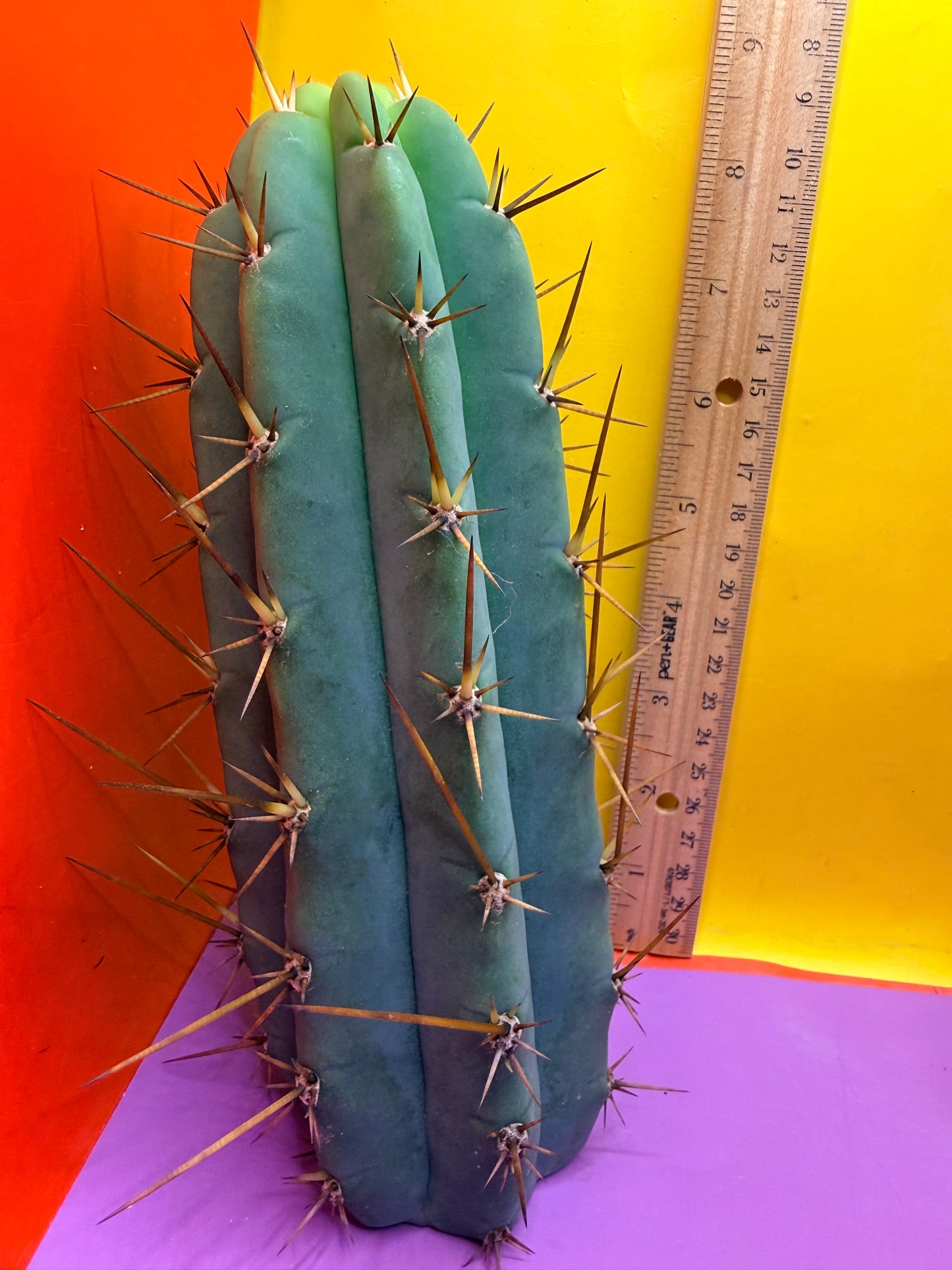 PALA  ! This exact cactus cutting of trichocereus