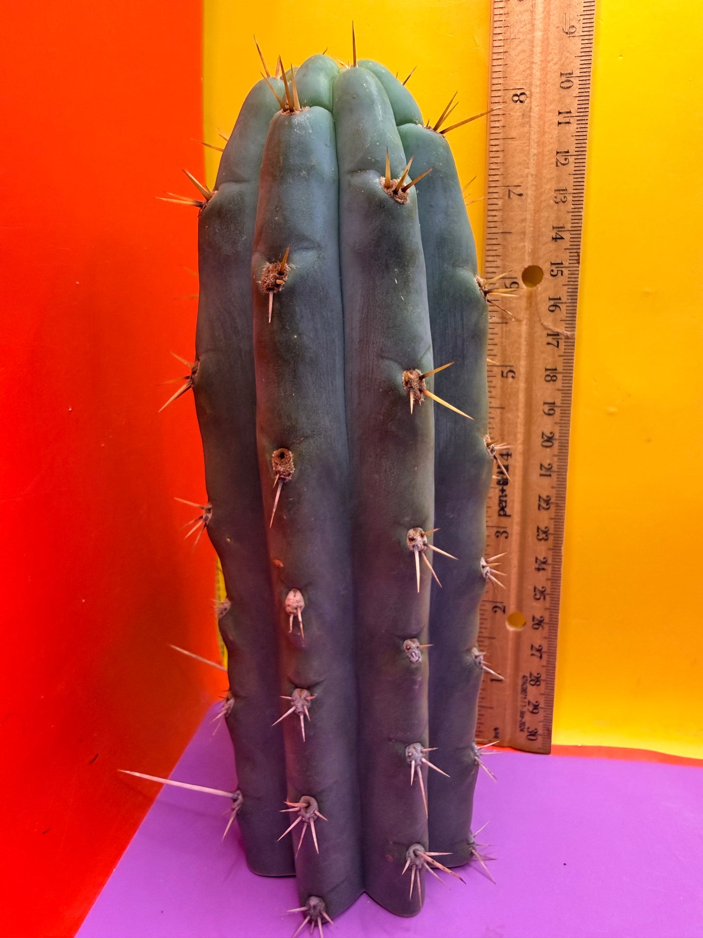 Trichocereus peruvianus