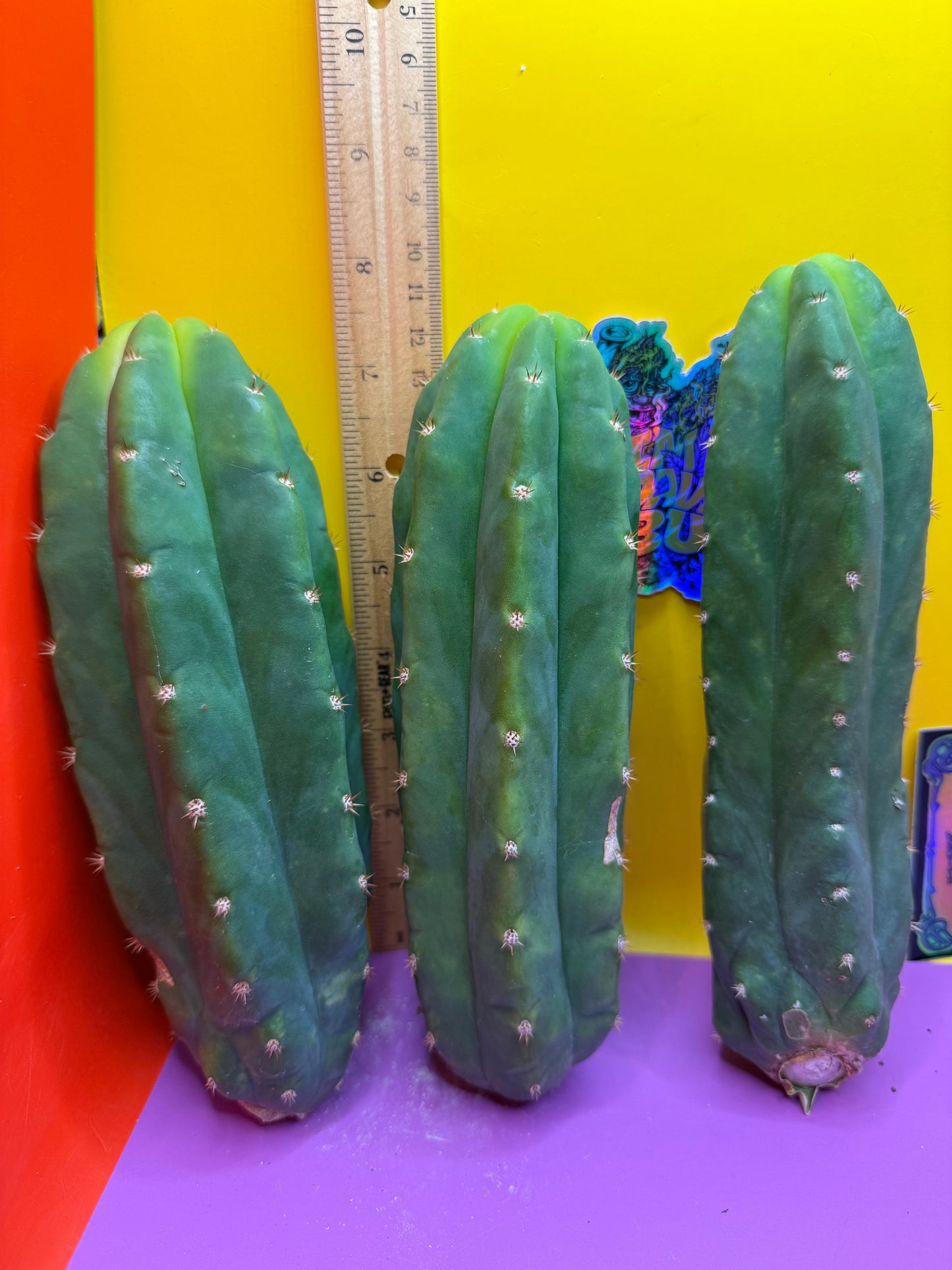 Small 6”-8” San Pedro Cactus
