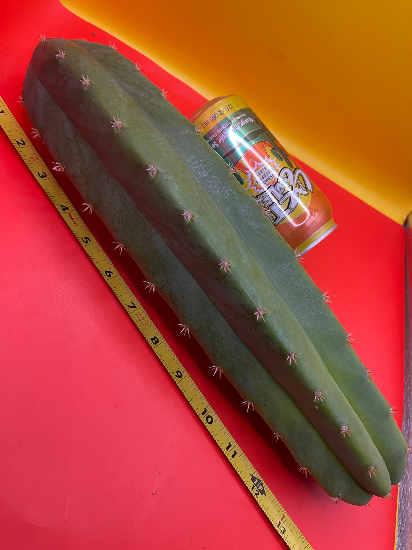 Large 11”-14” San Pedro cactus ! Fresh cut on may 21