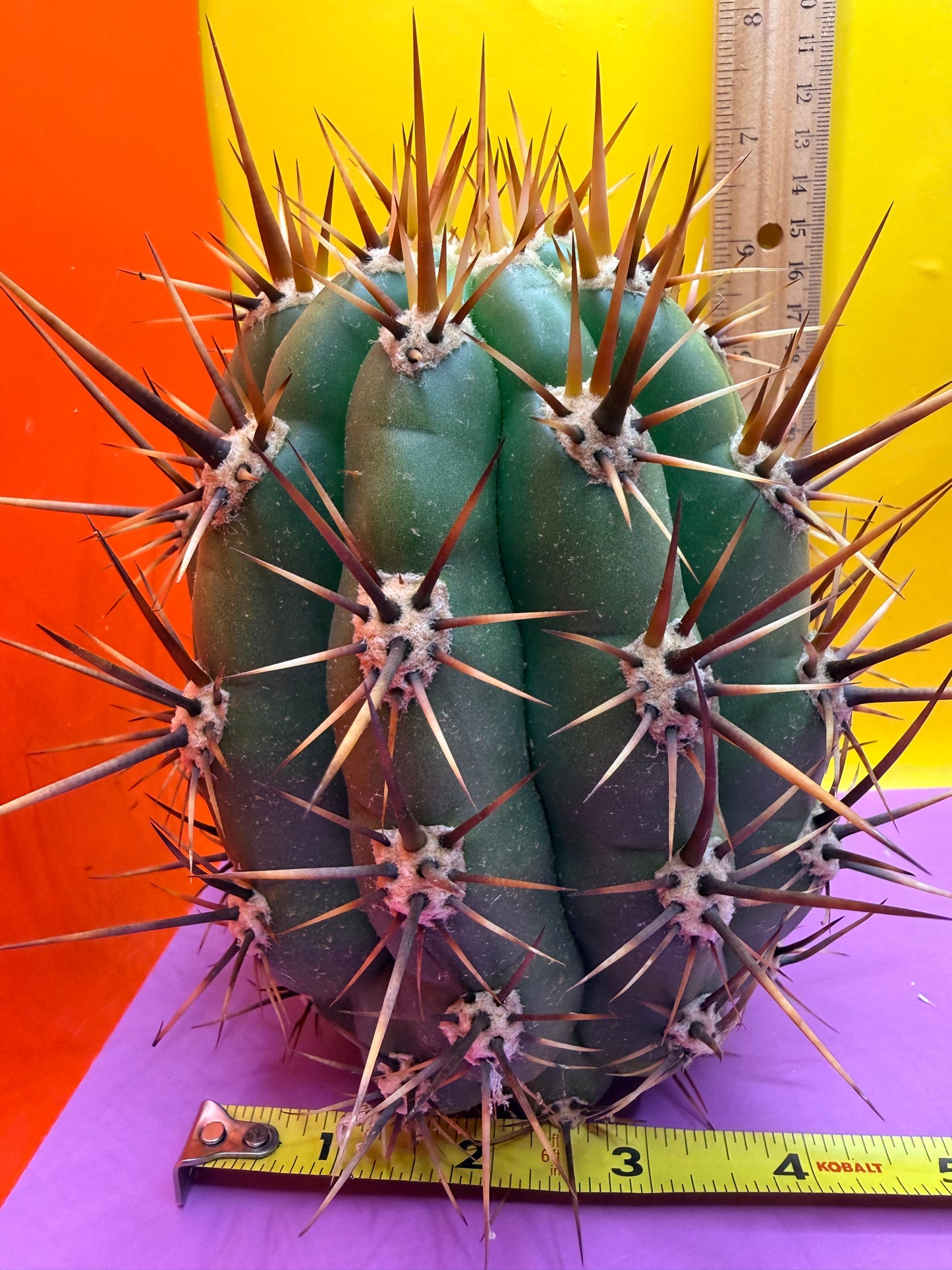 Trichocereus Tacaquirensis 🌶️🌶️