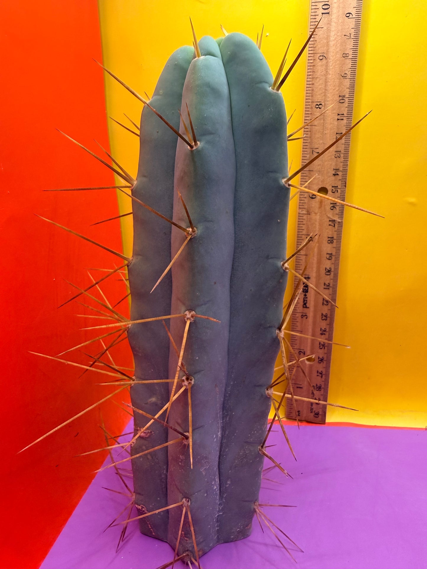Revert Longform TBM PENISCACTUS !!!