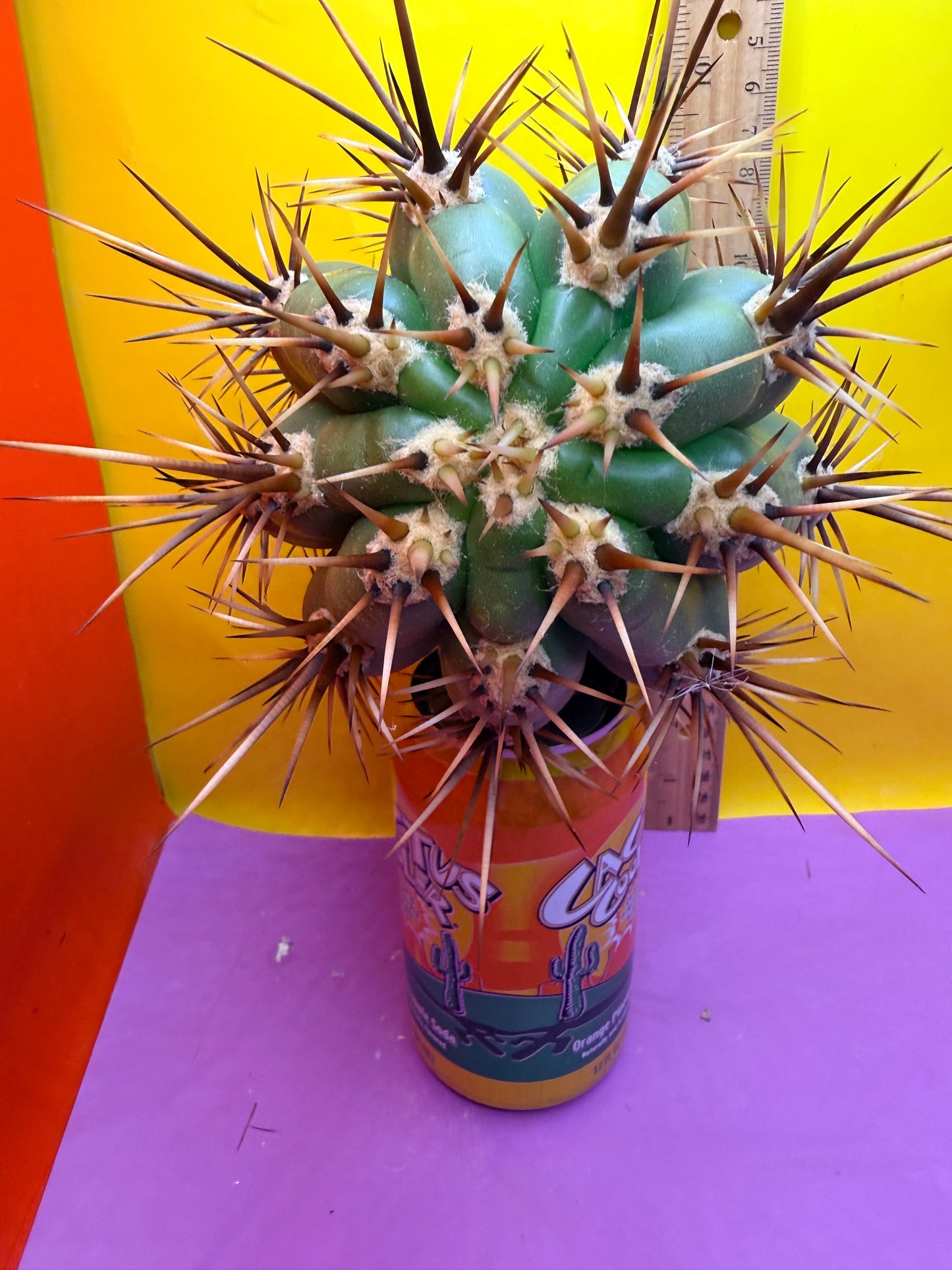 Trichocereus Tacaquirensis 🌶️🌶️