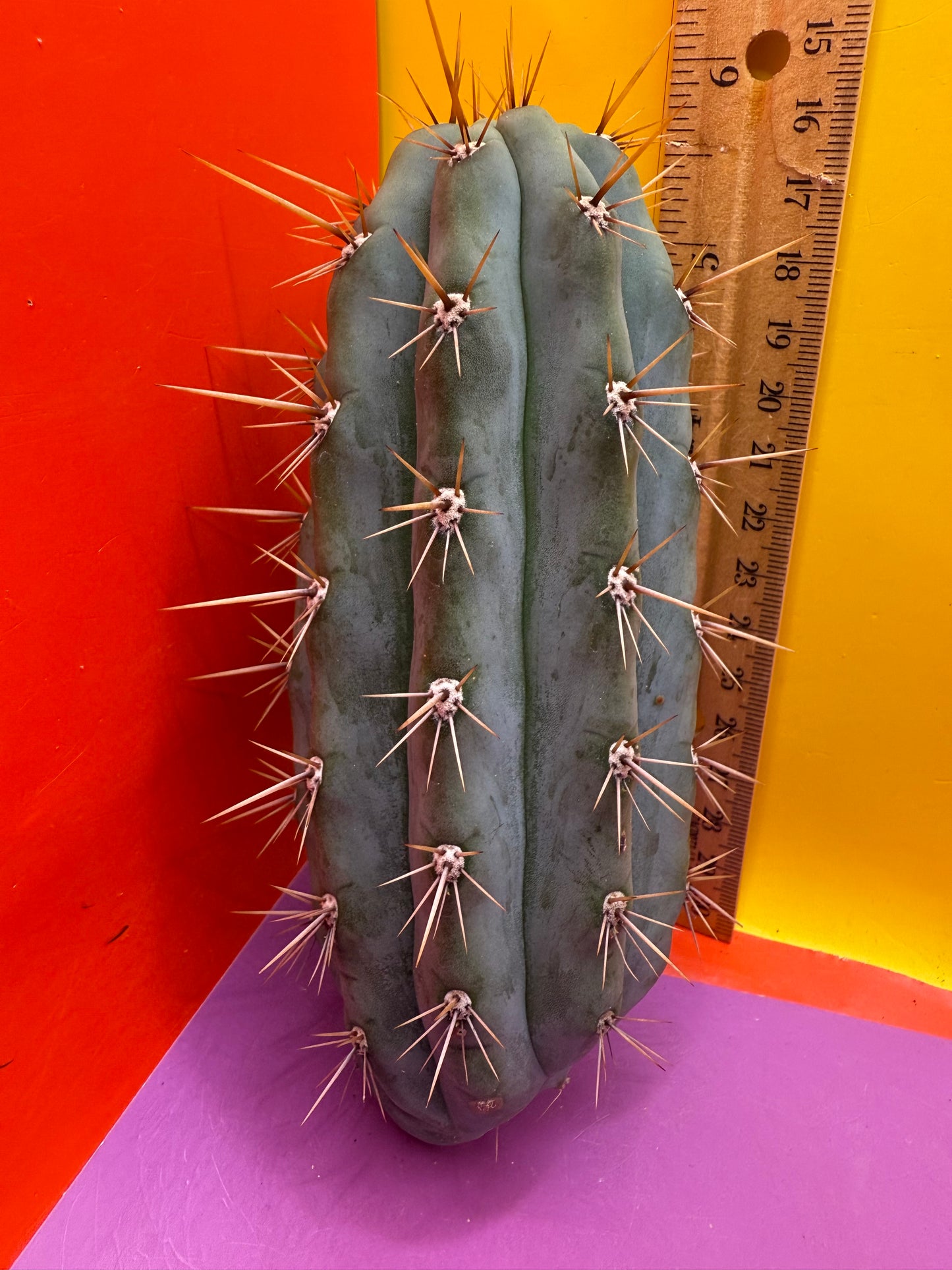 Trichocereus Matucana !