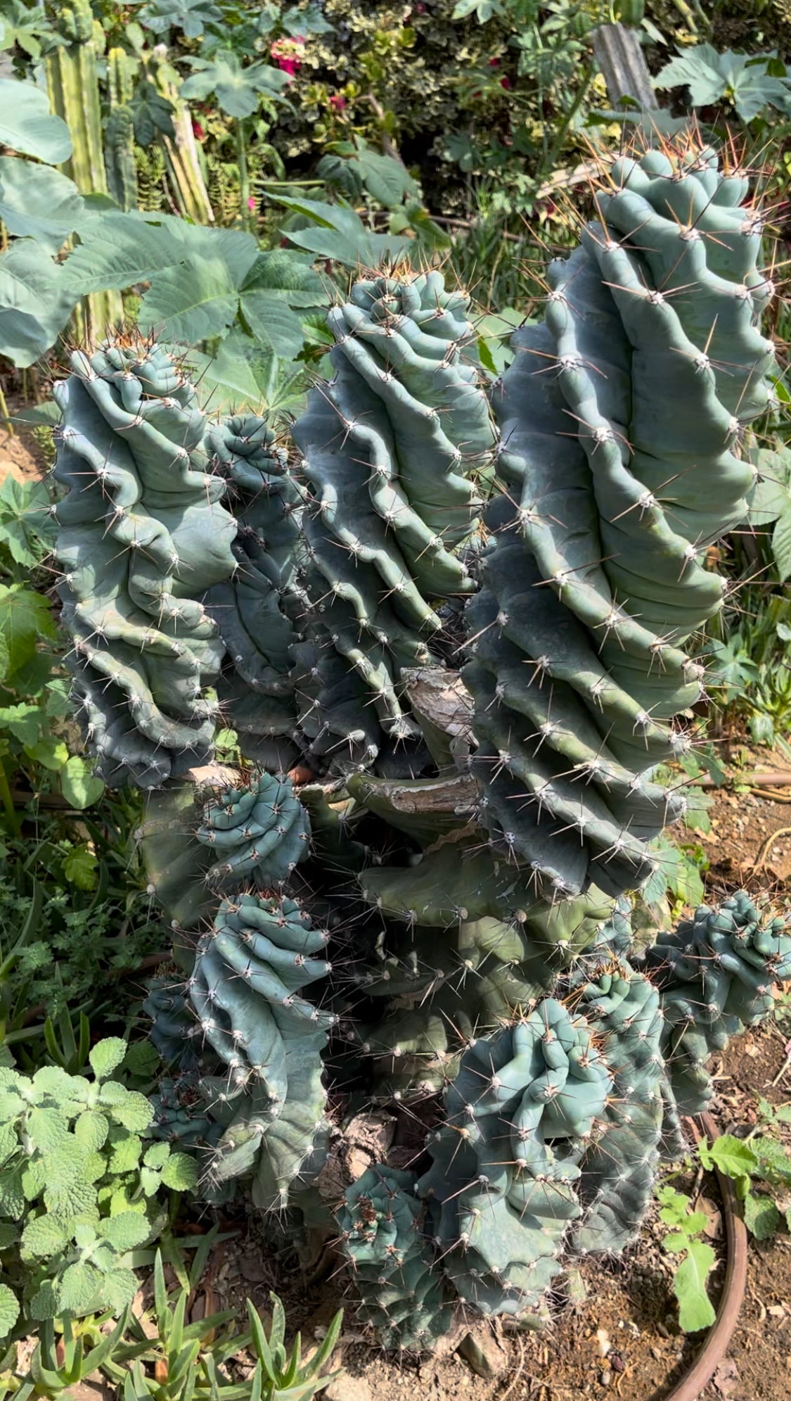 SPIRAL 🌀 CACTUS 🌵!!!
