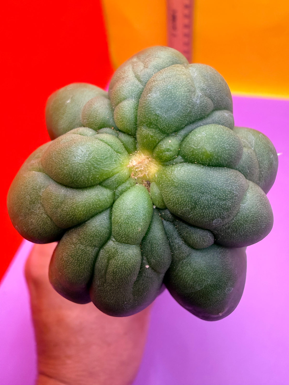 Monstrose San Pedro cactus - TPM !