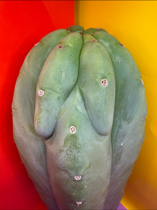 Sweet BUTT Cahuilla!
