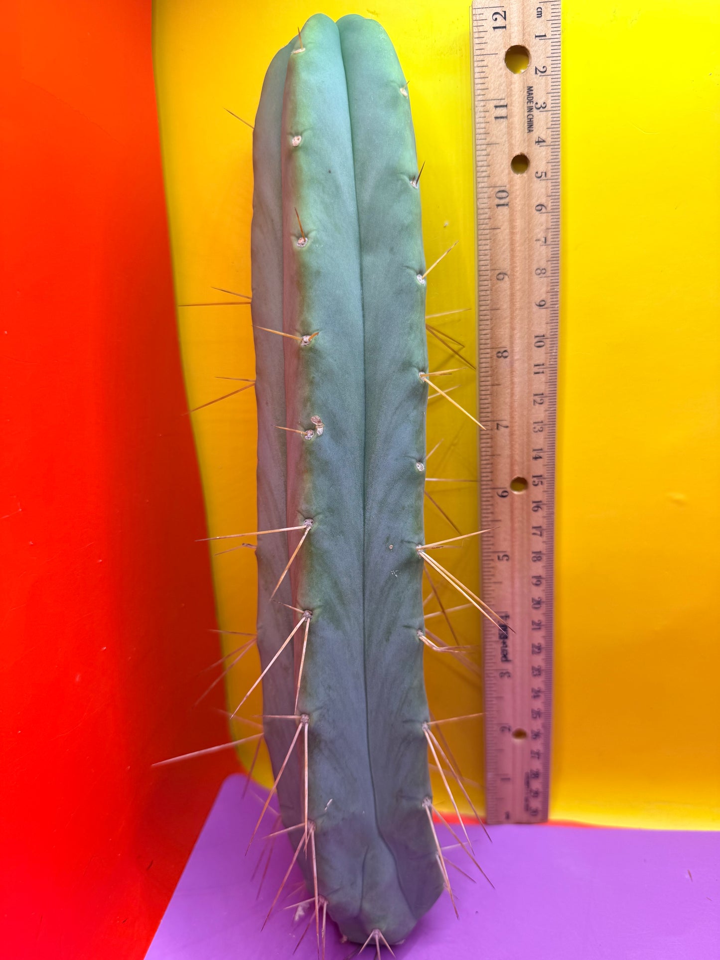 PALA REZ 🌶️!!
