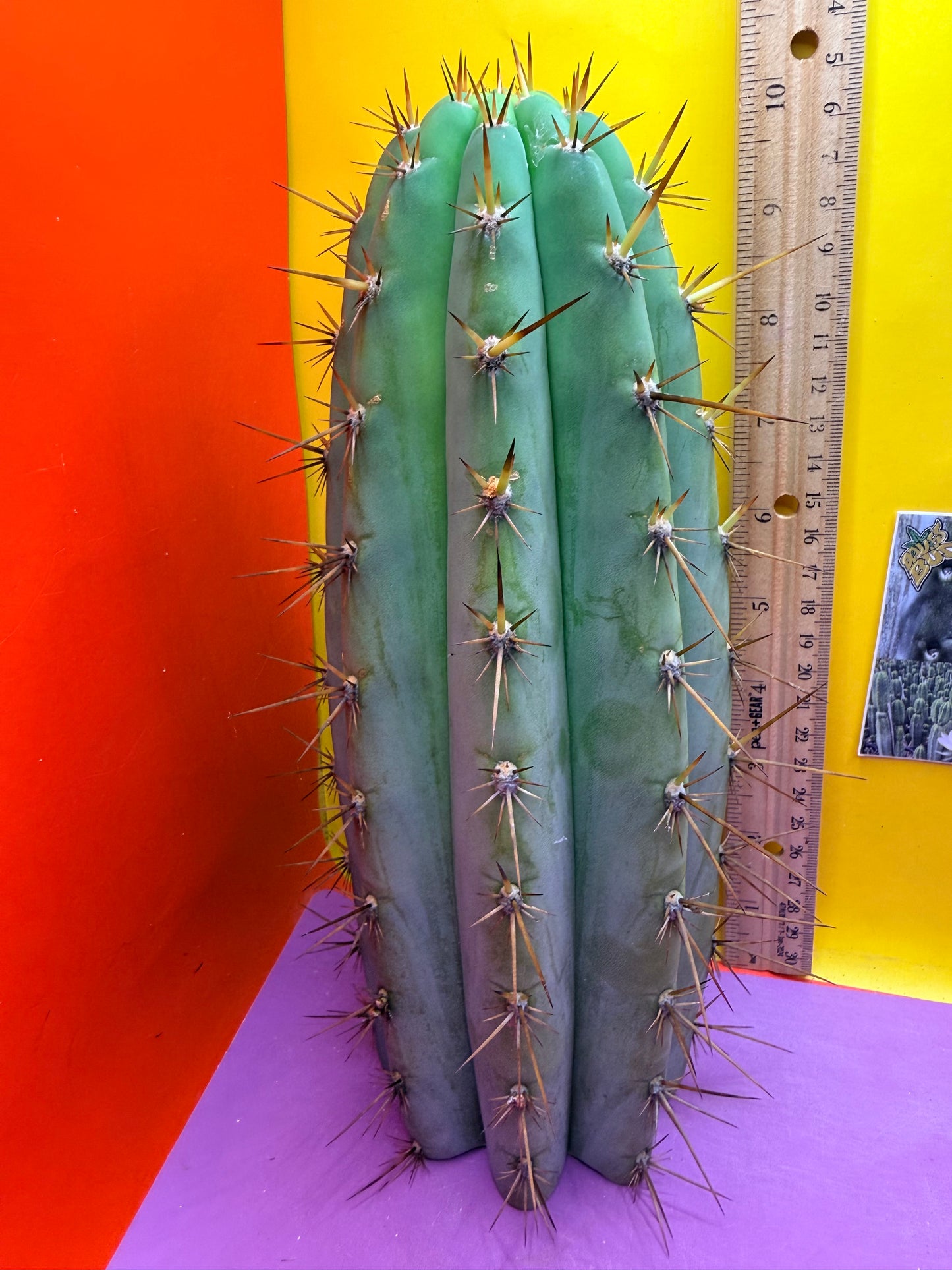 “Serra blue” San Pedro Cactus !