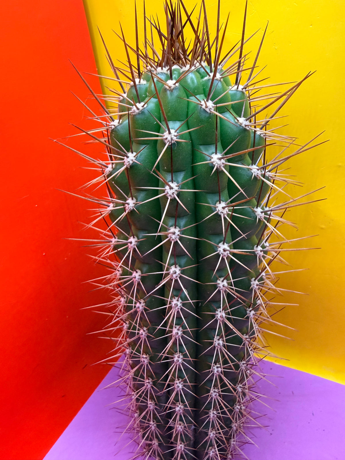 Trichocereus thelegonus