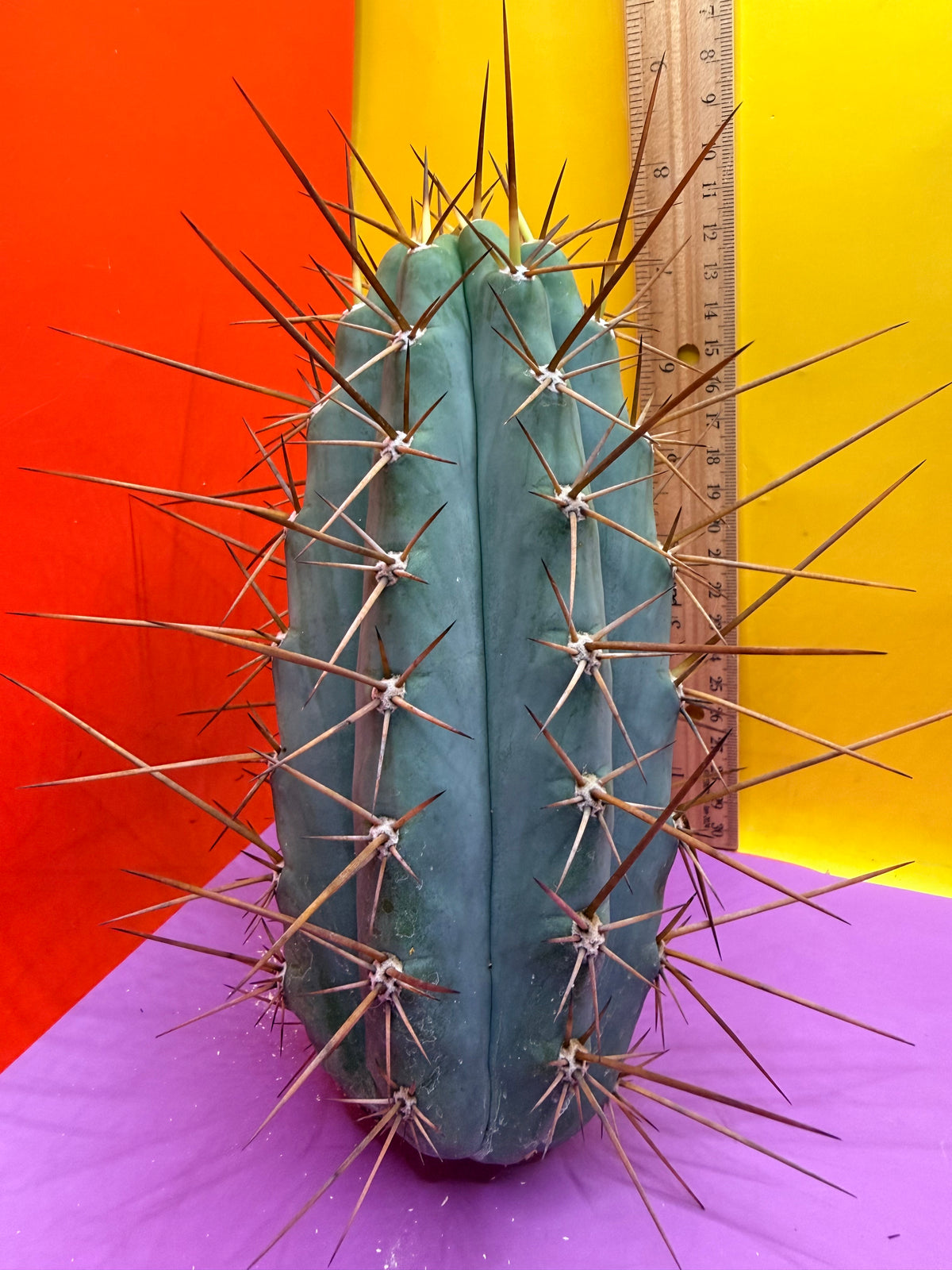 San Pedro Cactus  NOID