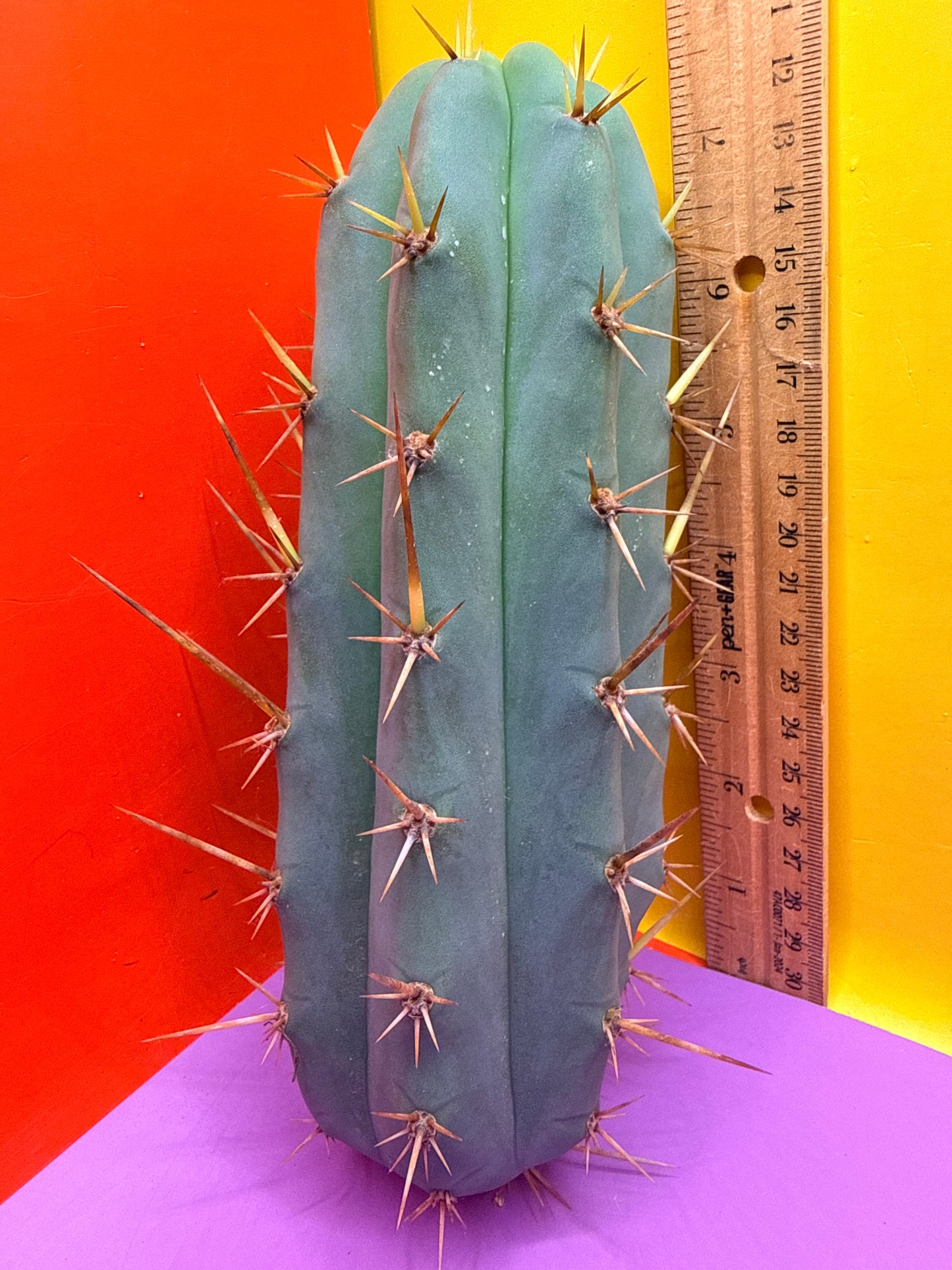 TIG X YOWIE- SAN pedro cactus