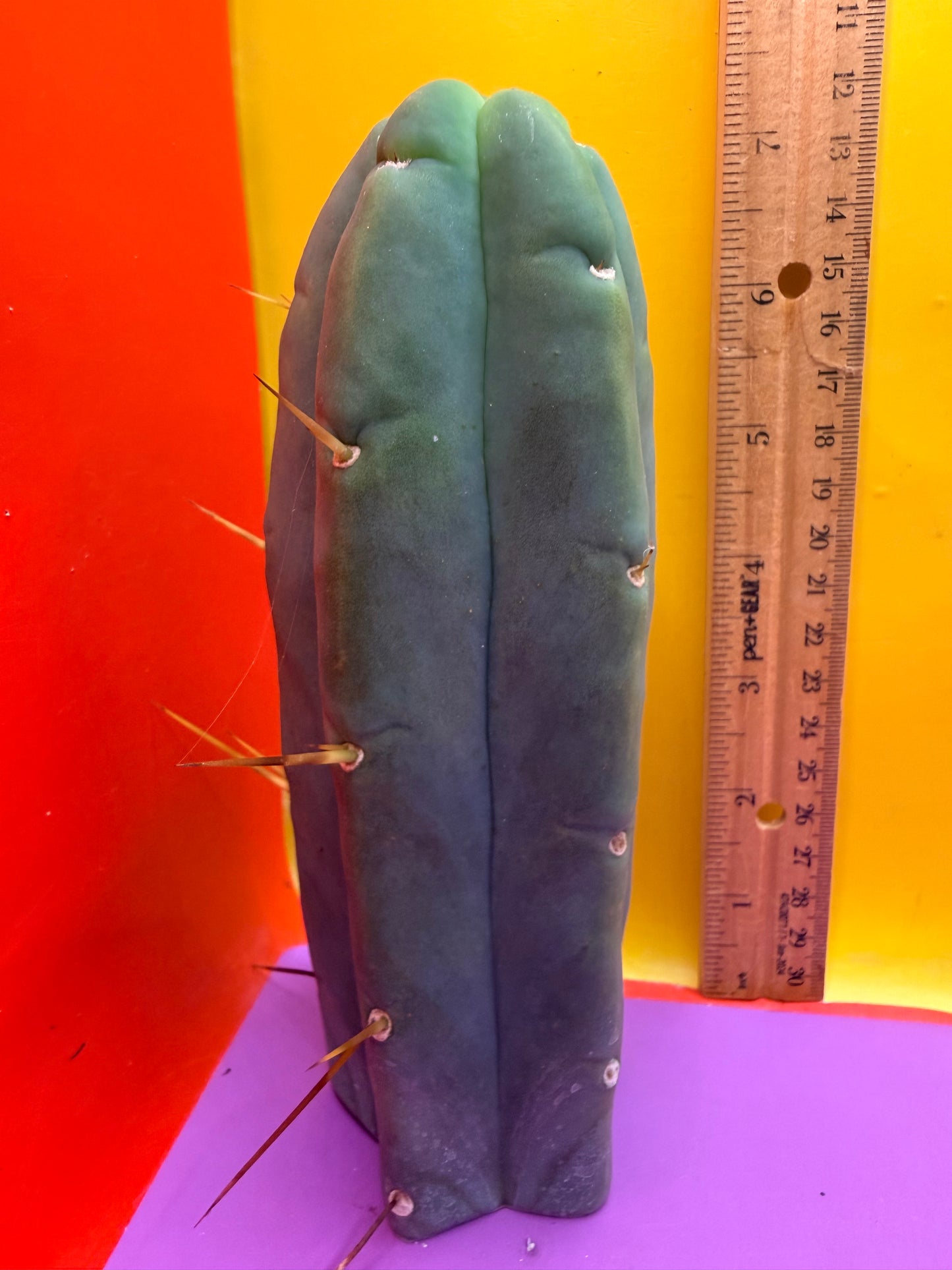 Trichocereus Bridgesii cutting of “DEL DIOS”