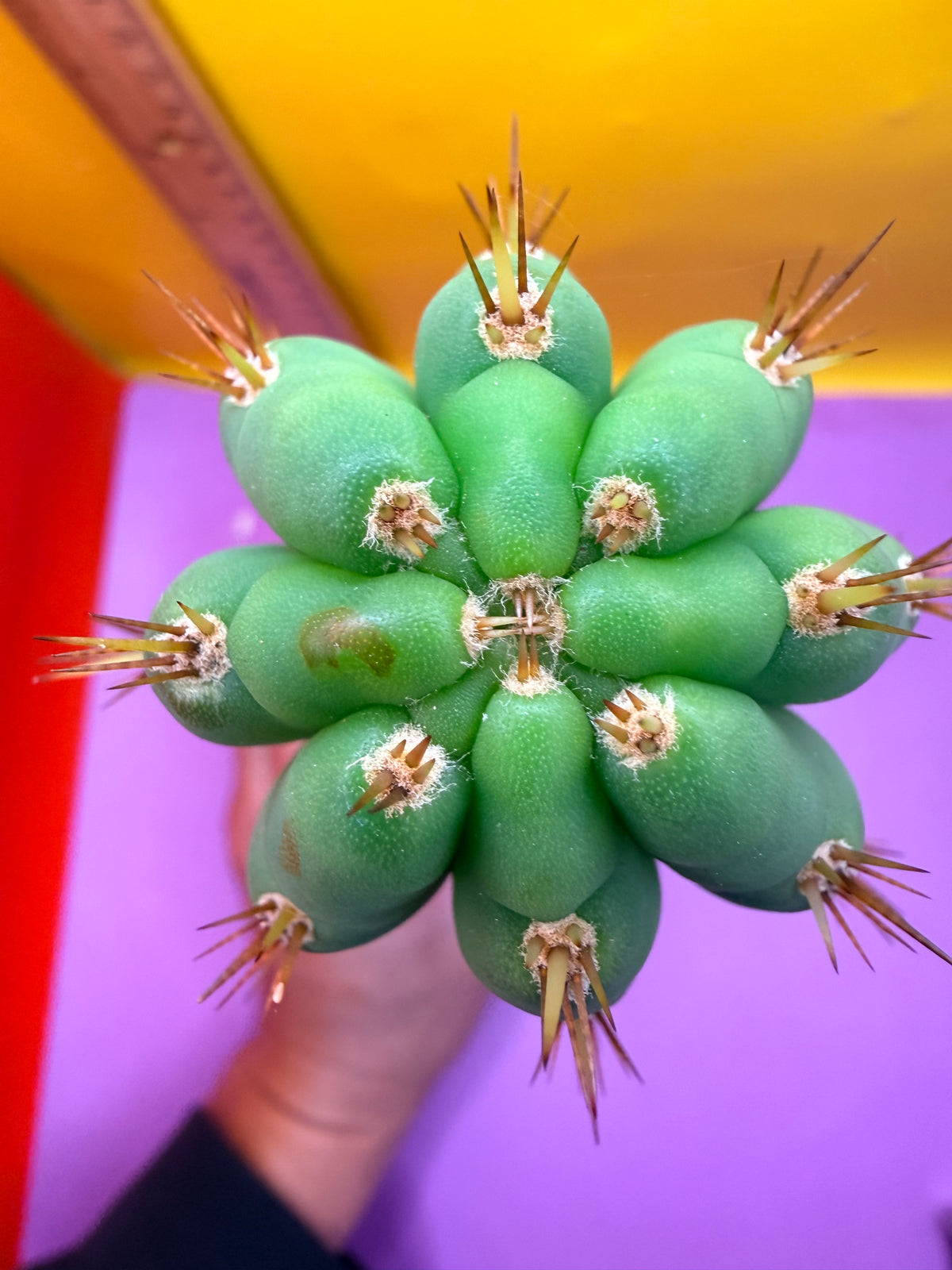 Cool San Pedro Cactus !