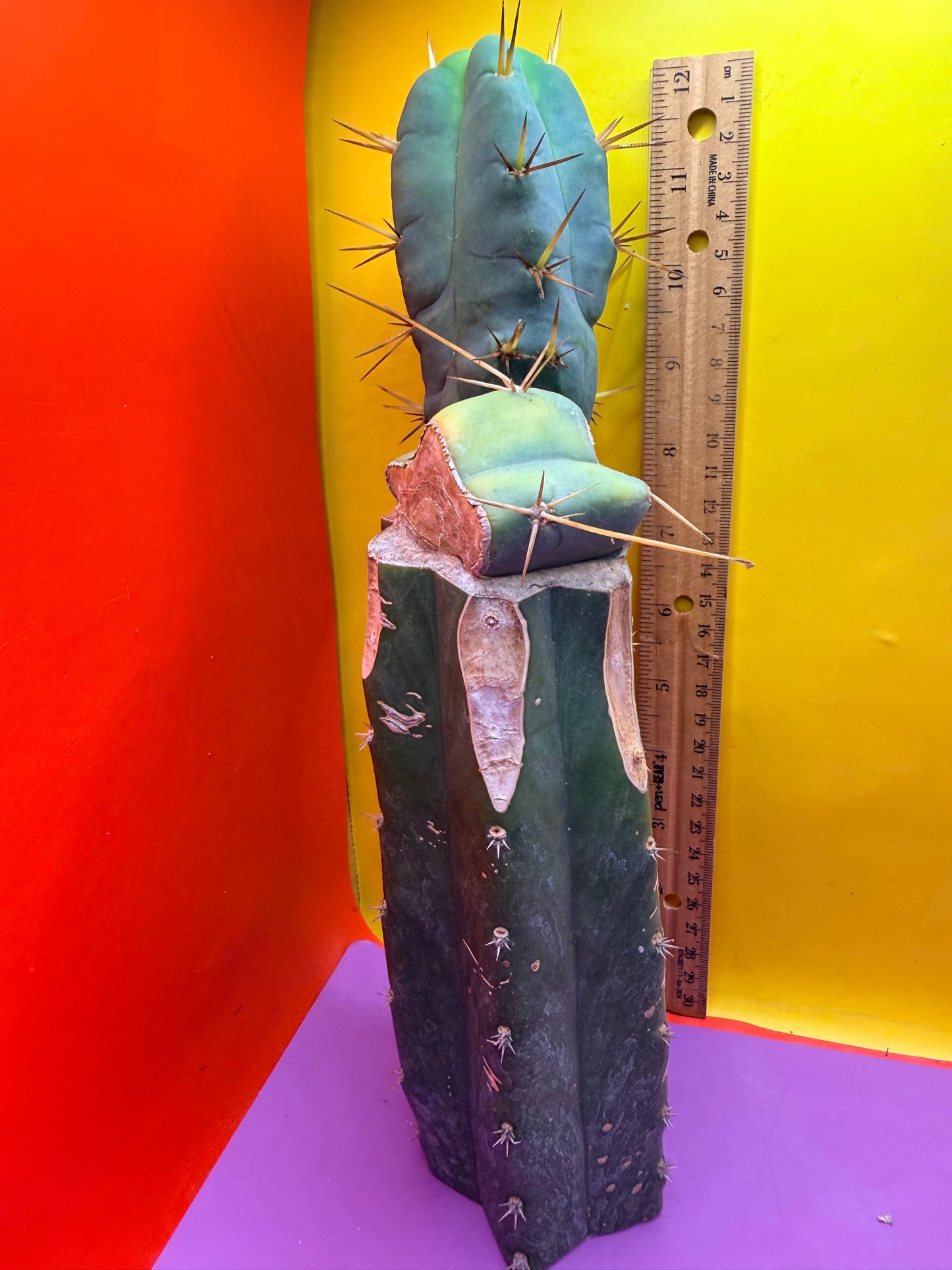 Grafted El Serpieñté