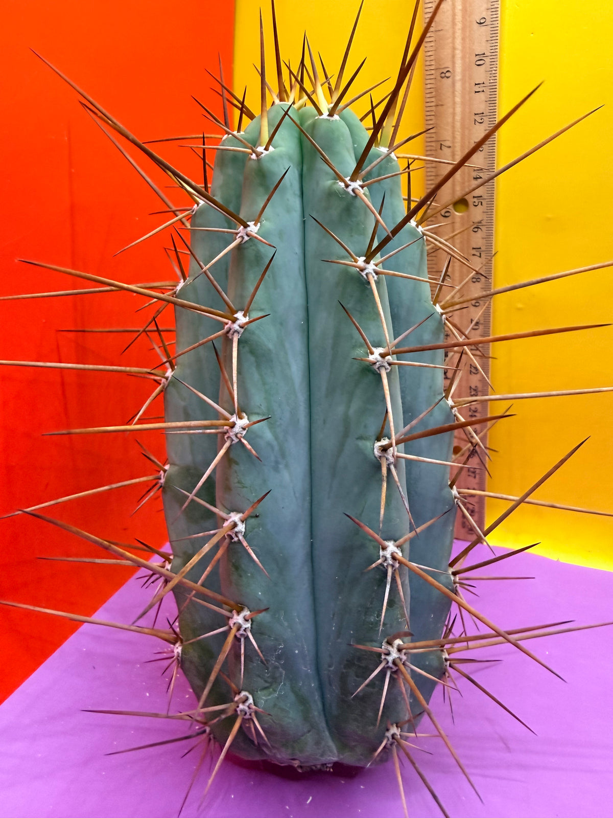 San Pedro Cactus  NOID