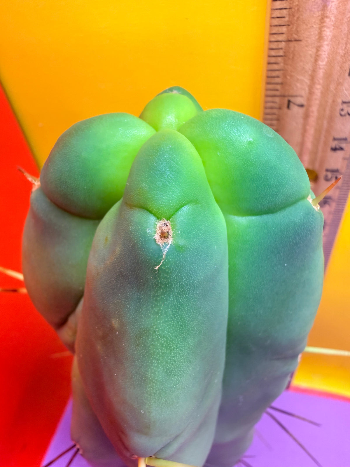 4 Wind Bridgesii “LMA” La Mirada Angelo