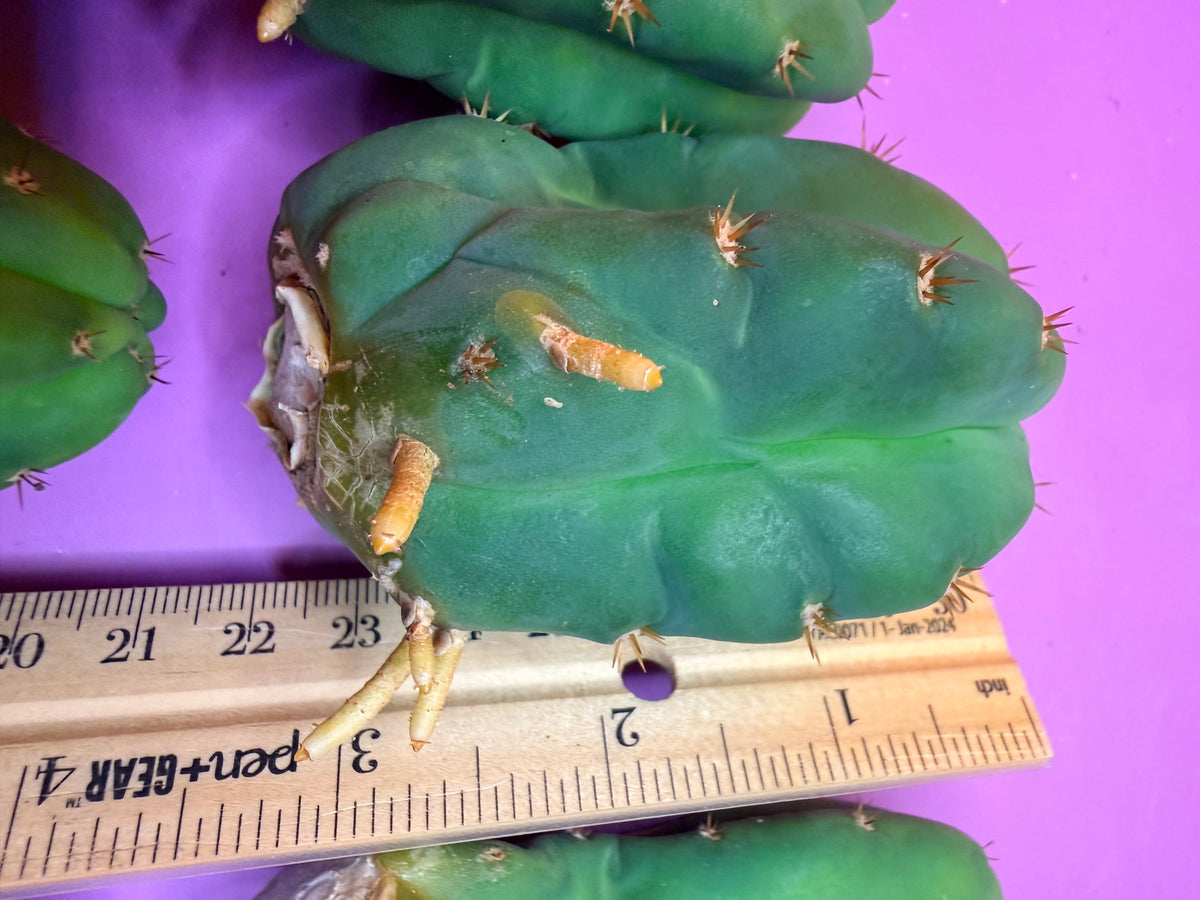 10 pack Rooted San Pedro cactus 🌵 Pups !
