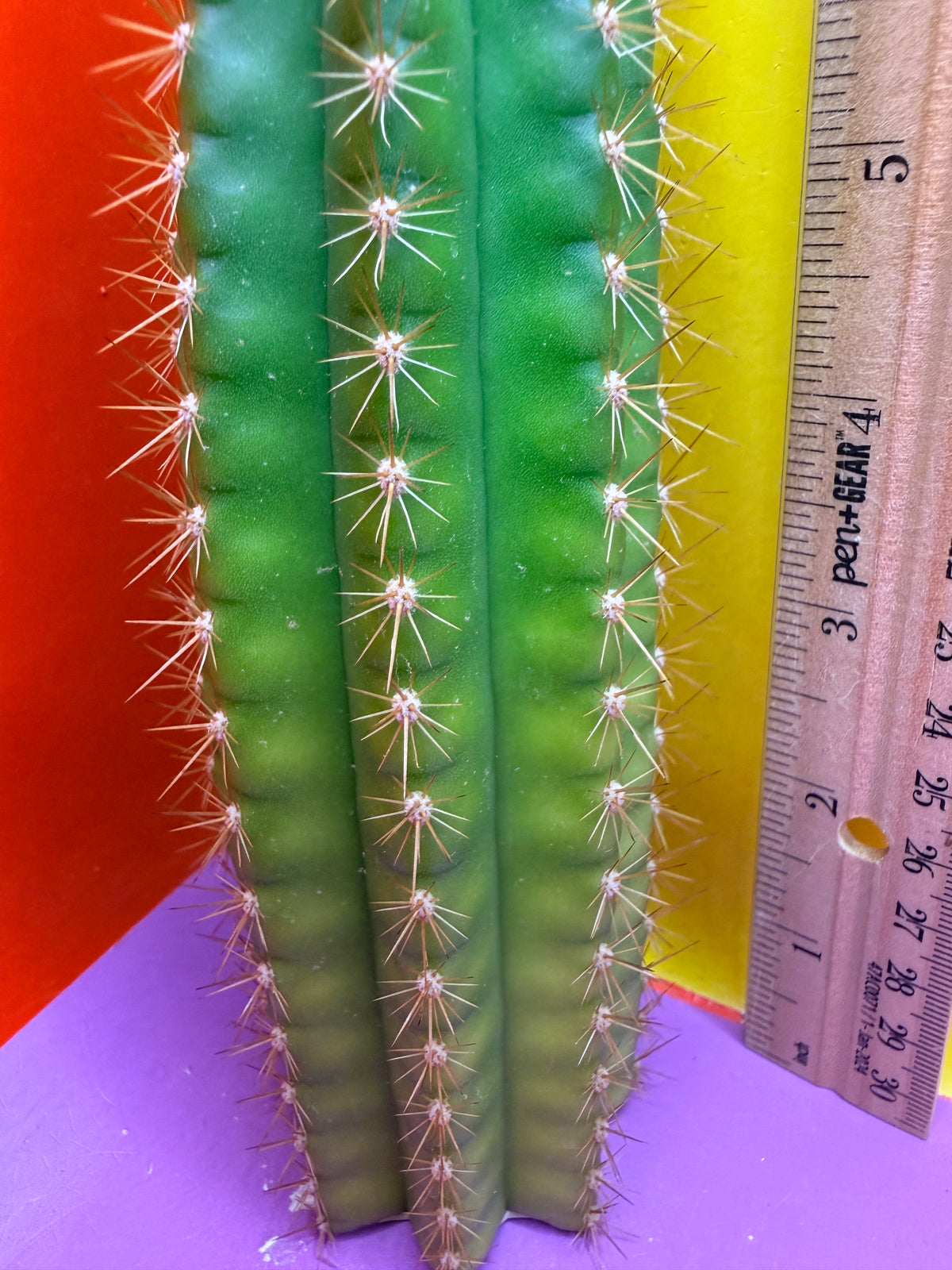 Neon Mittens