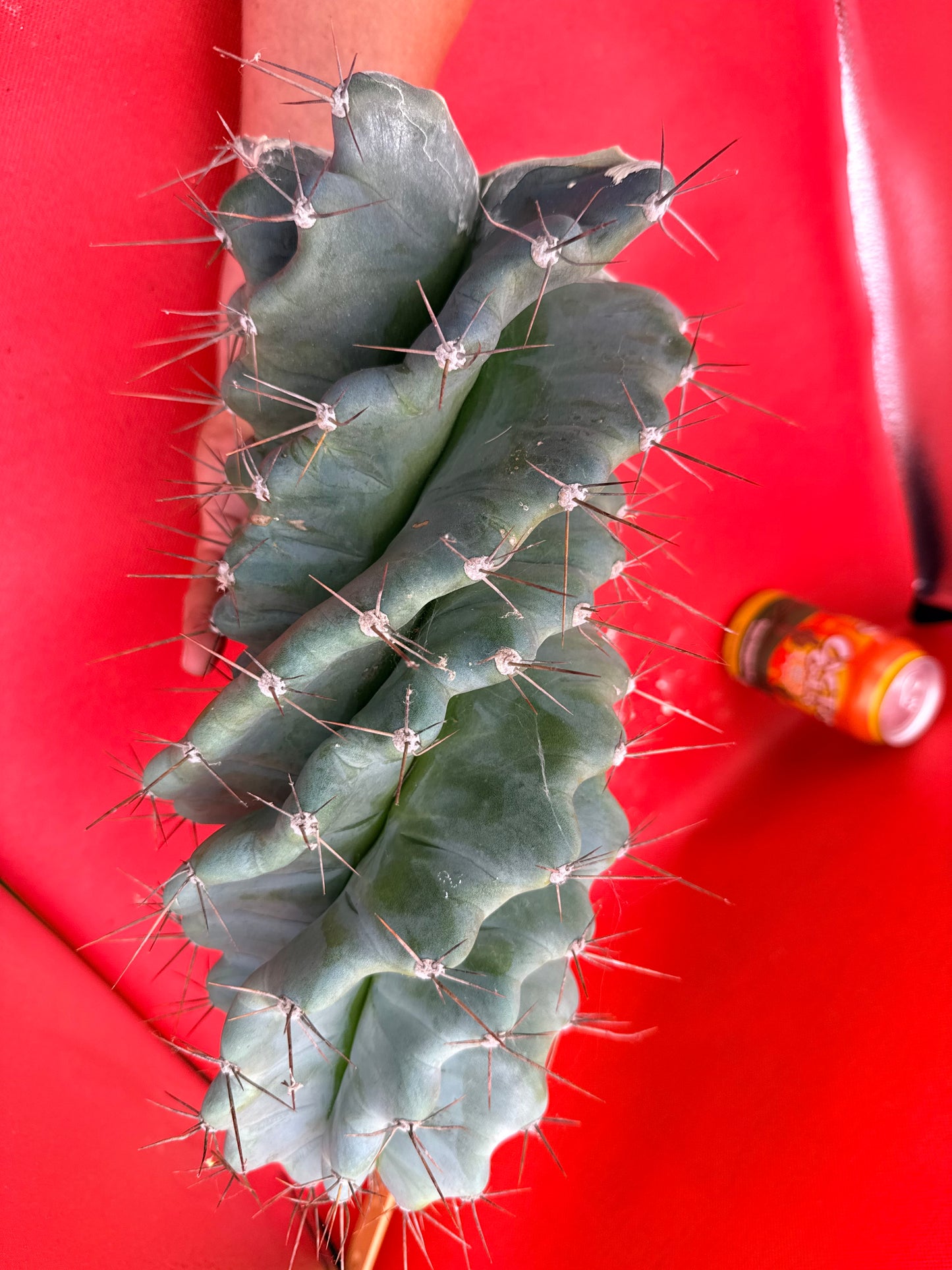 HUGE Spiral cactus