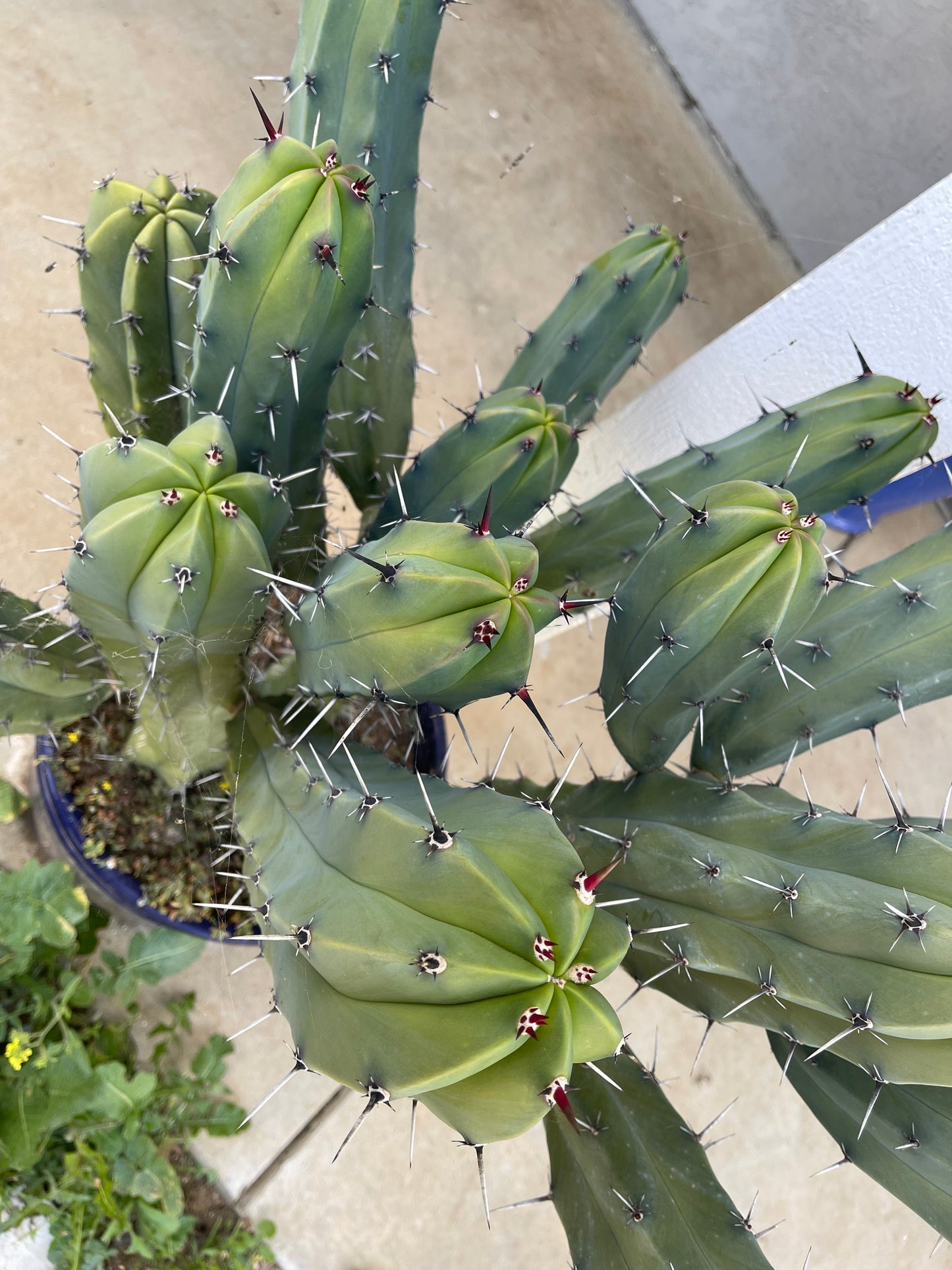 50 Myrtillocactus seeds