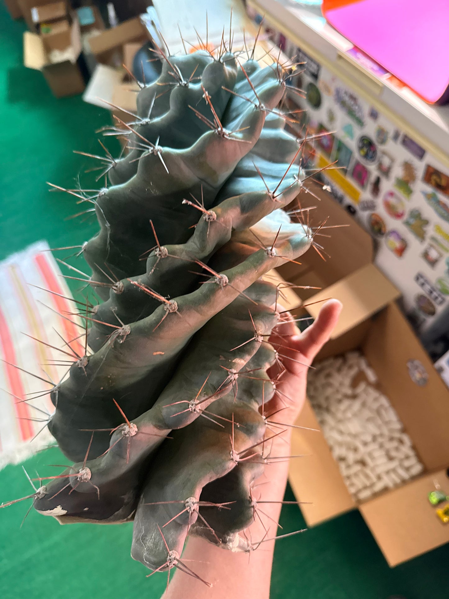 HUGE Spiral cactus