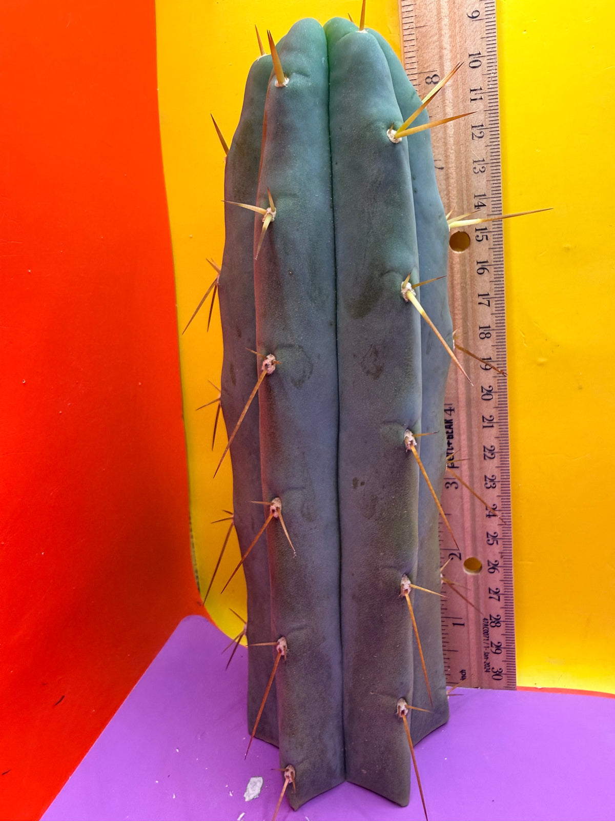 “H1” Trichocereus Bridgesii