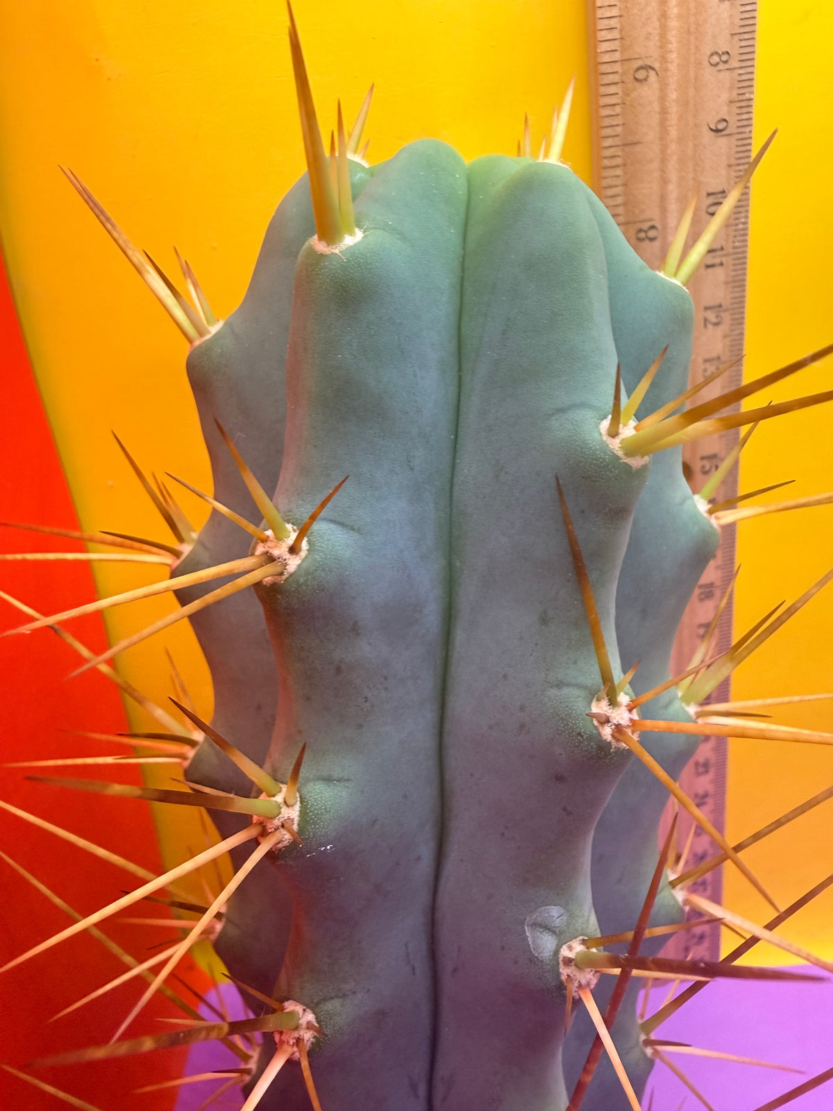 Revert Longform TBM PENISCACTUS !!!