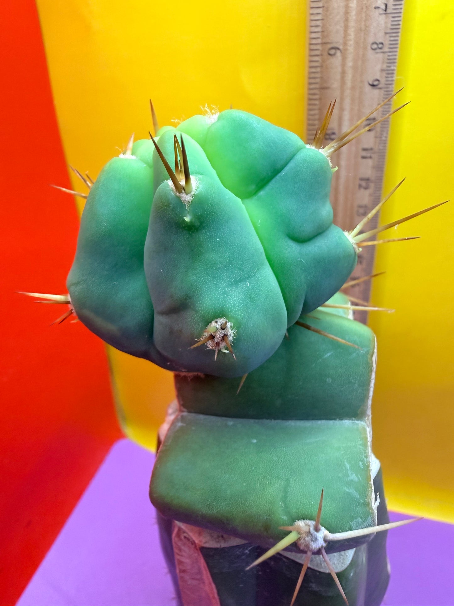 Reverted TBM A Graft