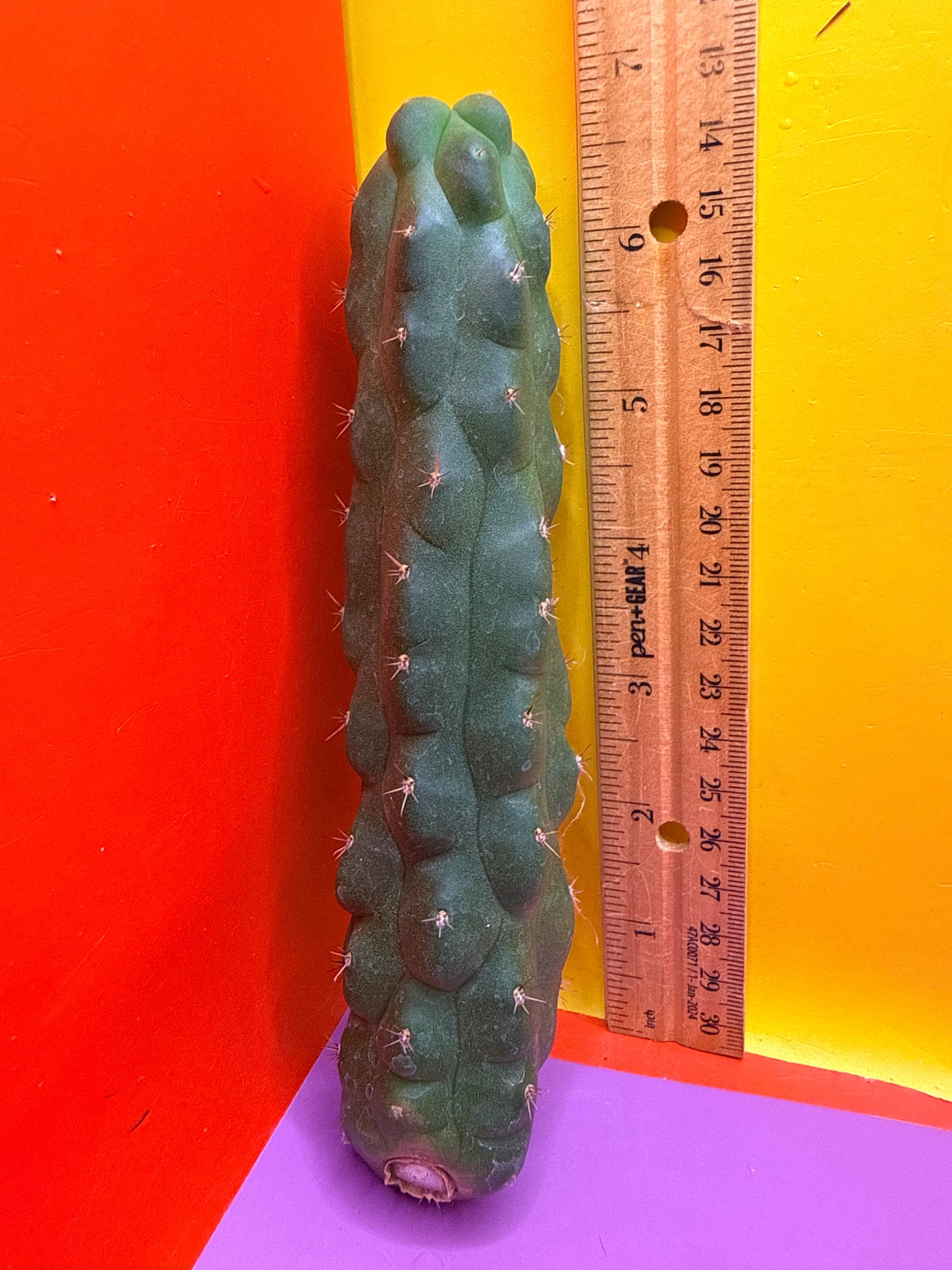San Pedro weirdo !! - TPM 1
