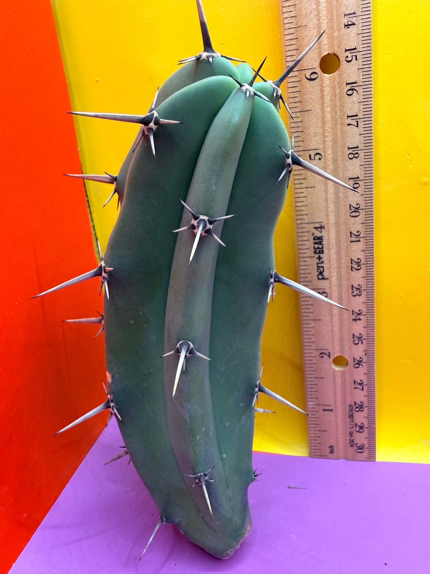Myrtillocactus geometrizans