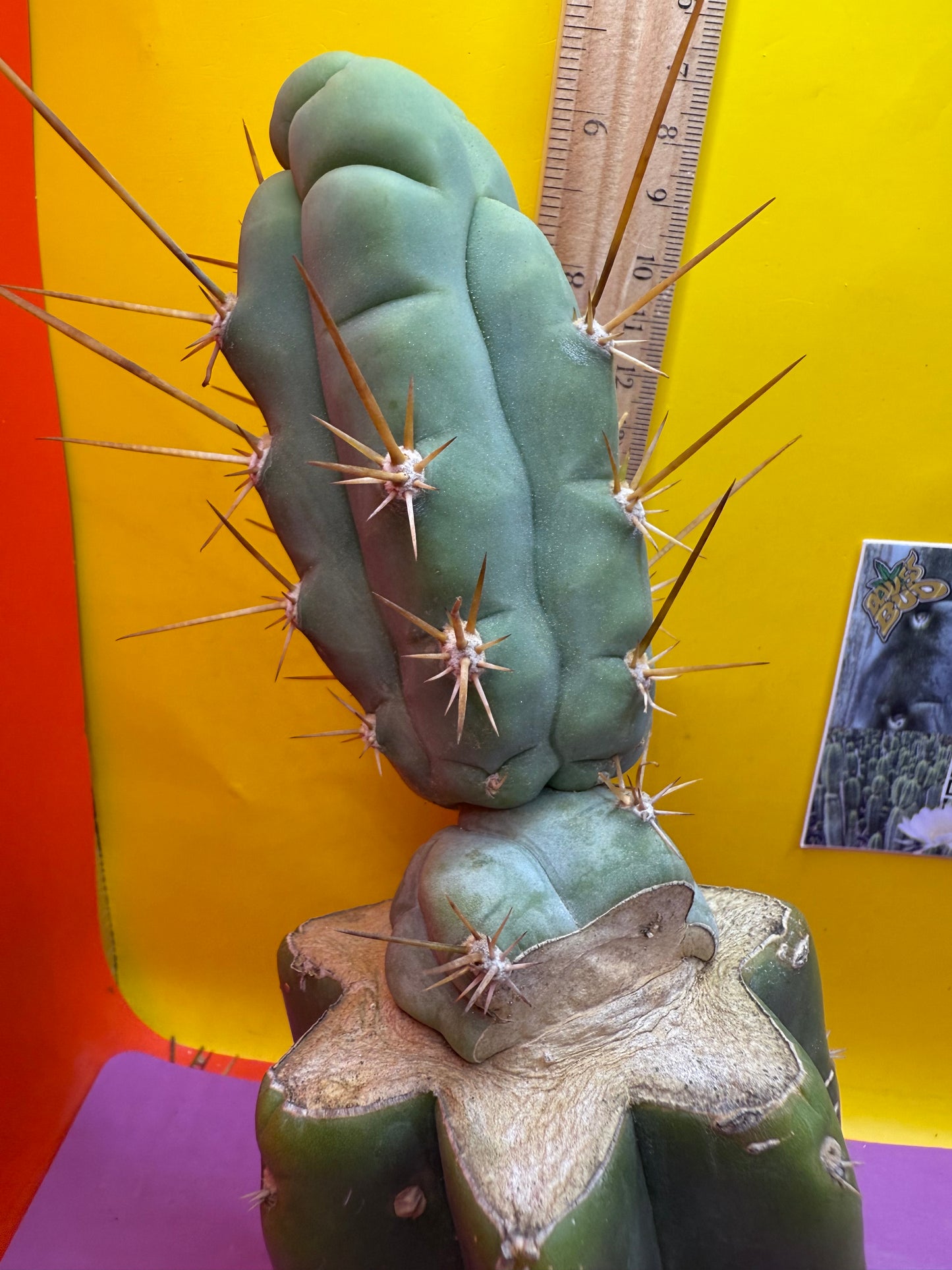 Bruce’s dragon graft