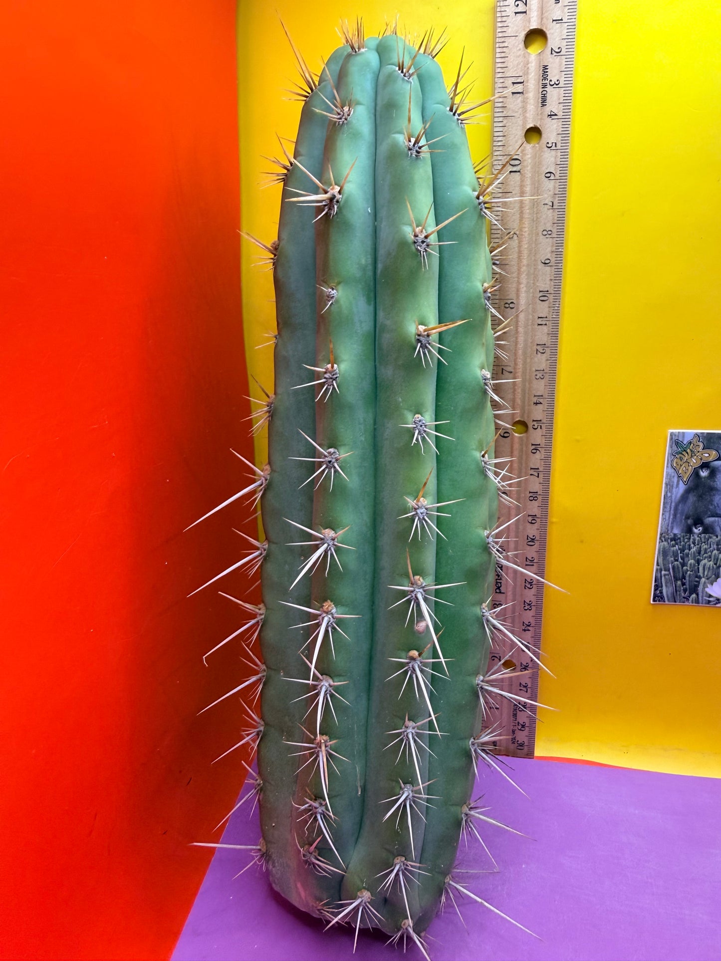 Trichocereus Puquiensis - cv “Linda”