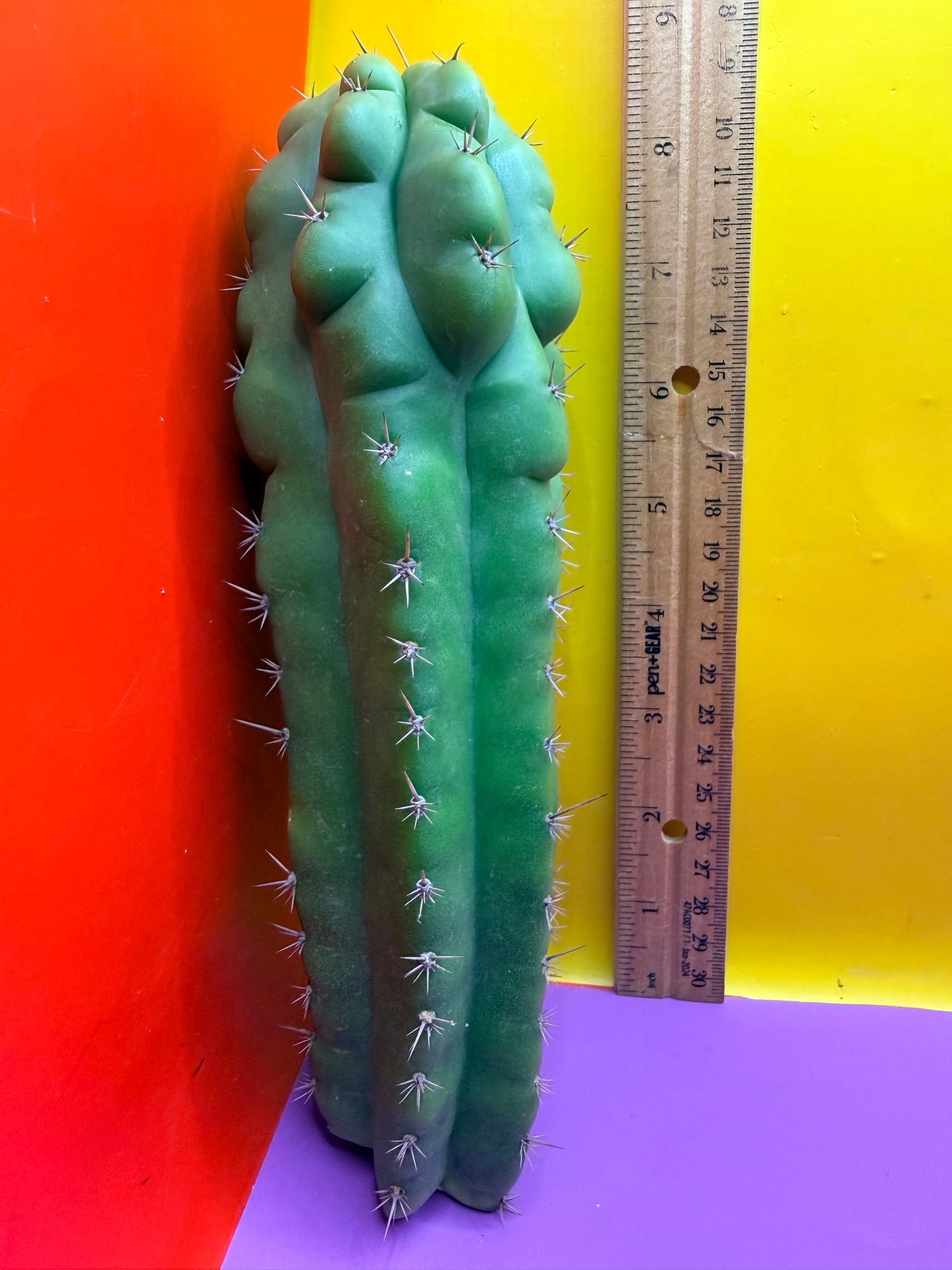 Monstrose San Pedro cactus - TPM !