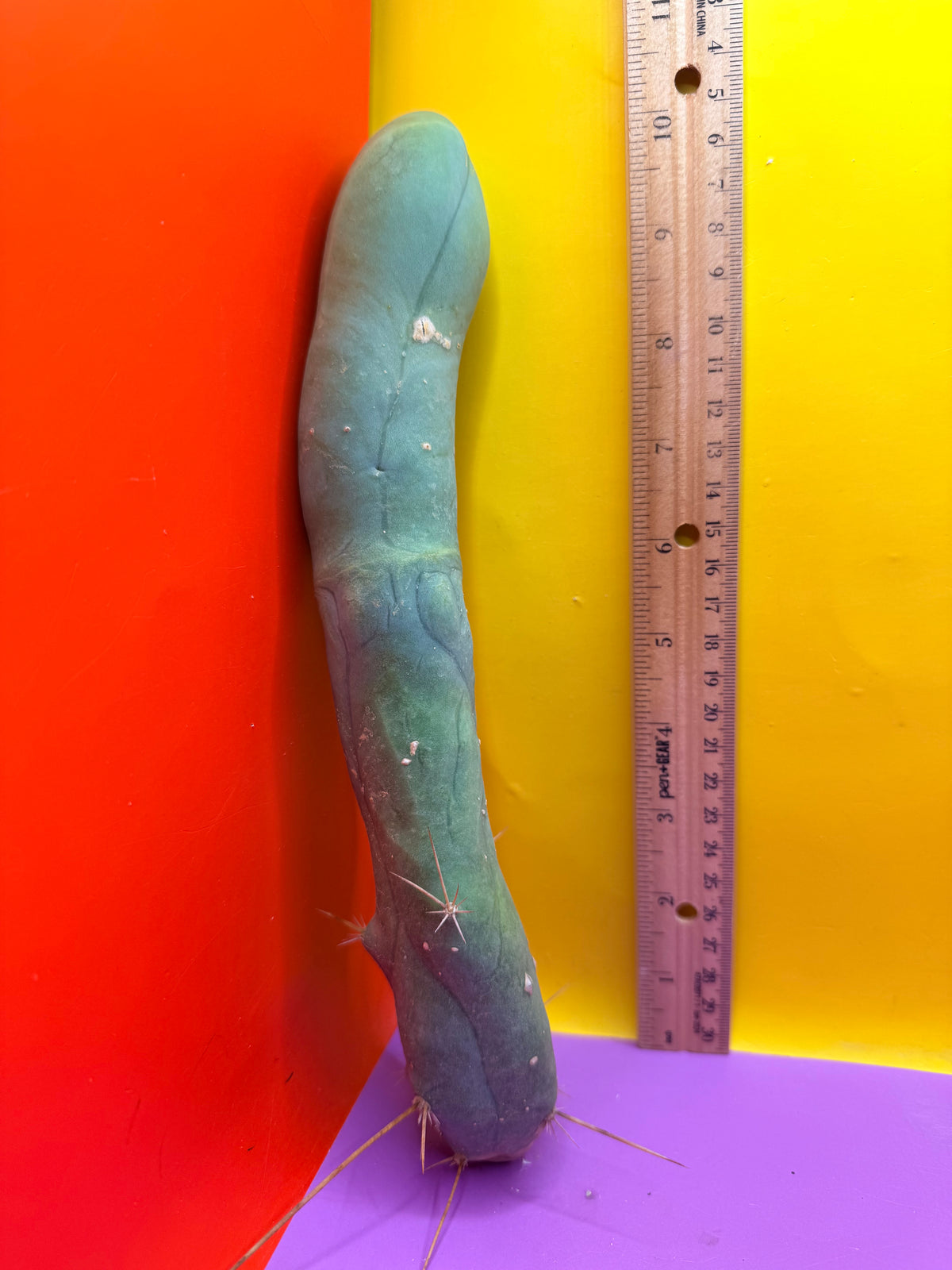 TBM-A LONG FORM CACTUS