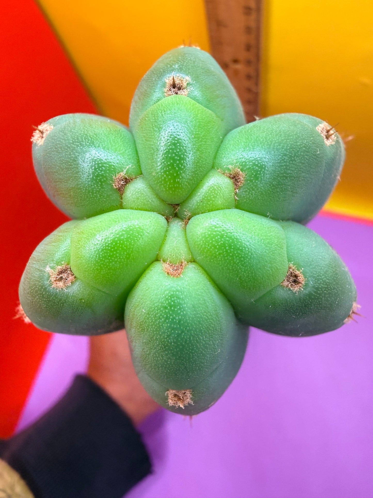 Cahuilla  !