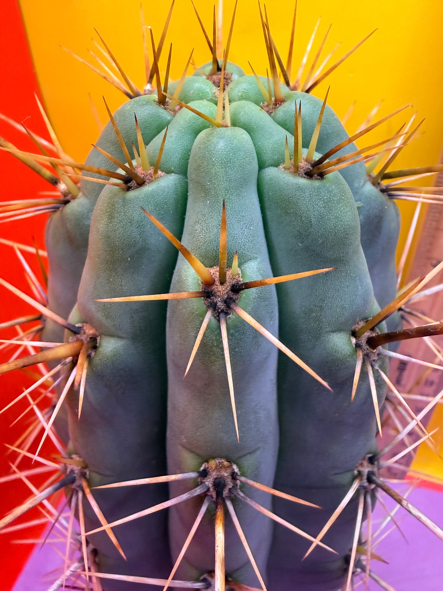 HUGE “SWAMP THING” 3.5”inches thick trichocereus Cultivar !! Super thick