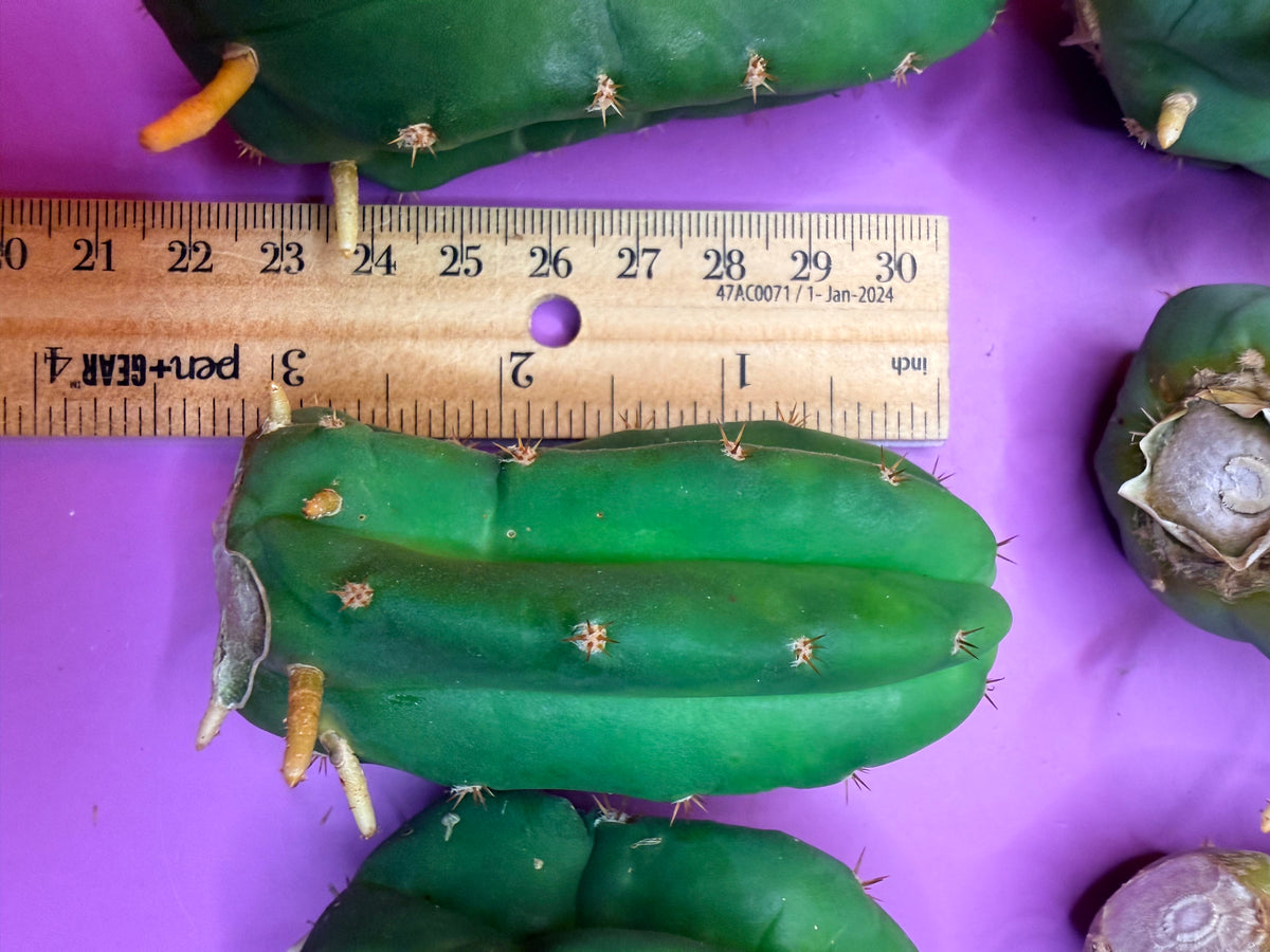 10 pack Rooted San Pedro cactus 🌵 Pups !