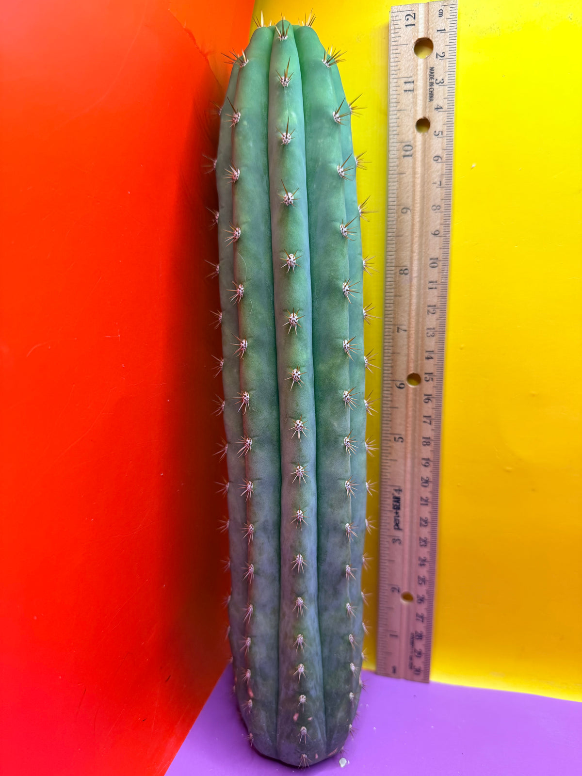 Cool San Pedro Cactus !