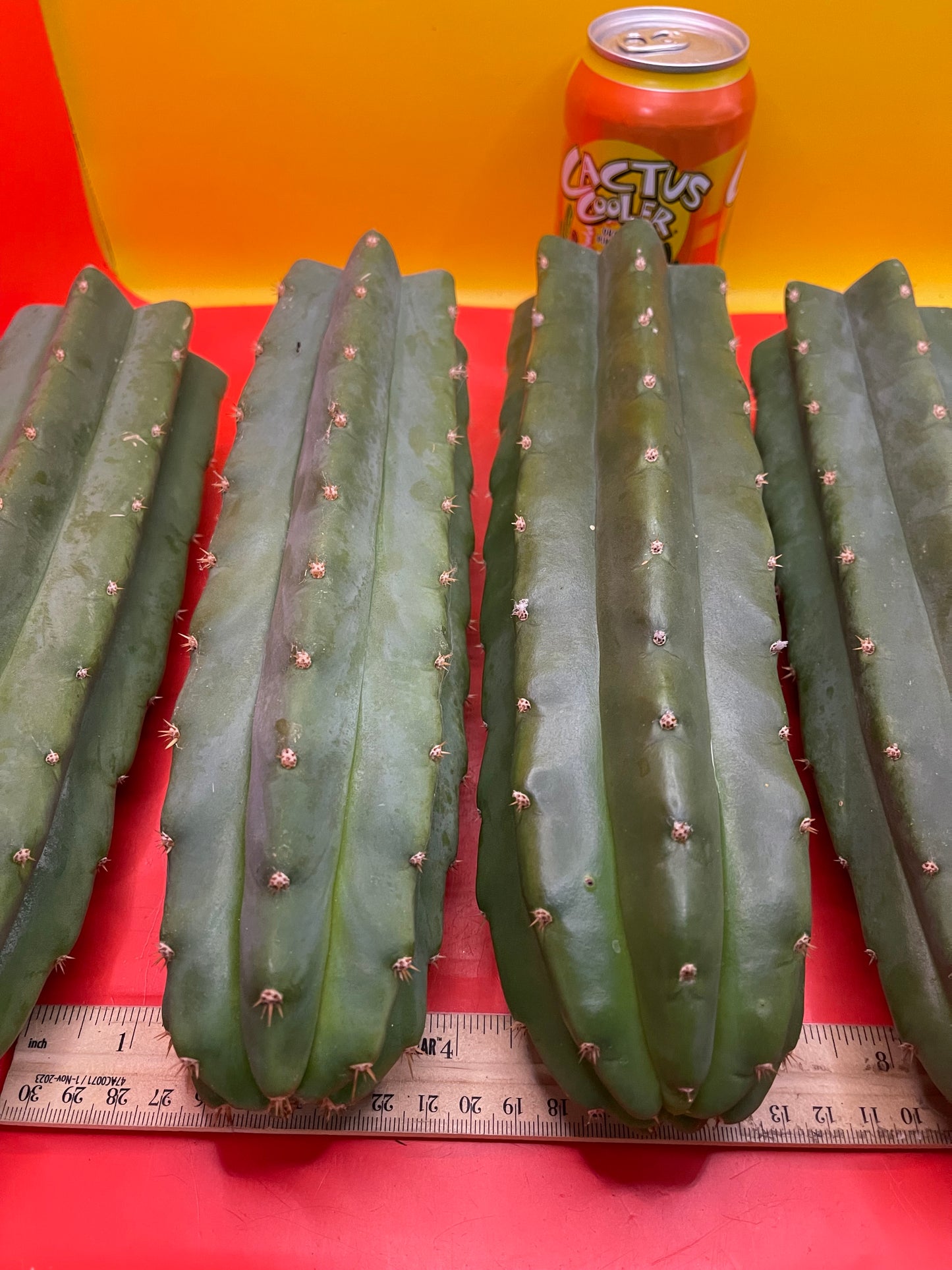 San Pedro Cactus cutting - Medium 8”-10”ready to ship !