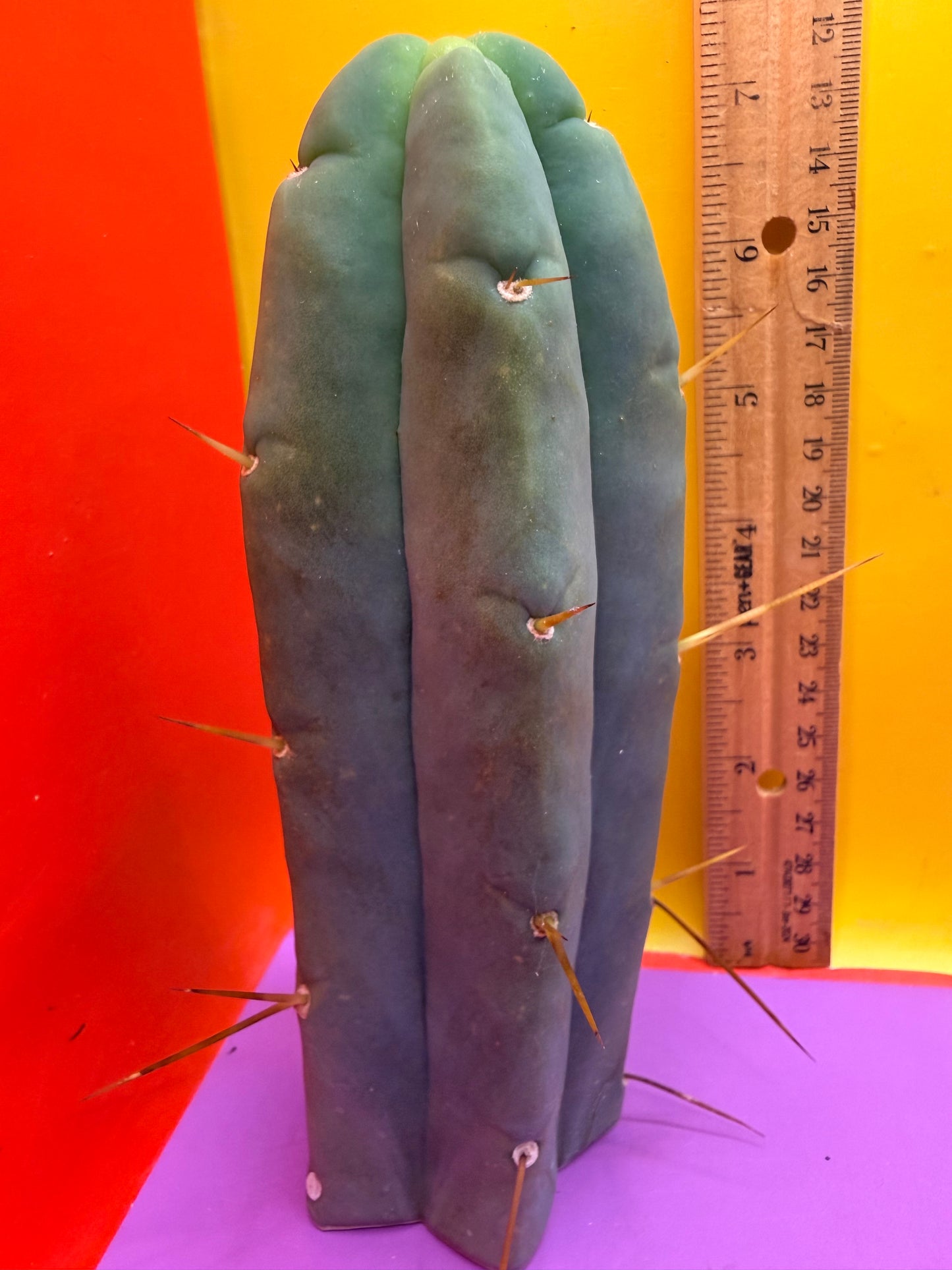 Trichocereus Bridgesii cutting of “DEL DIOS”