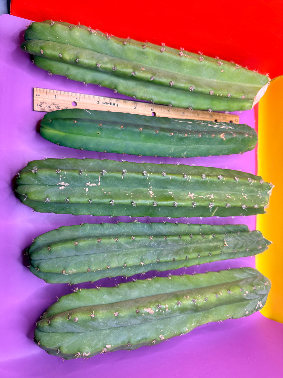 5 pack of San Pedro Cactus !