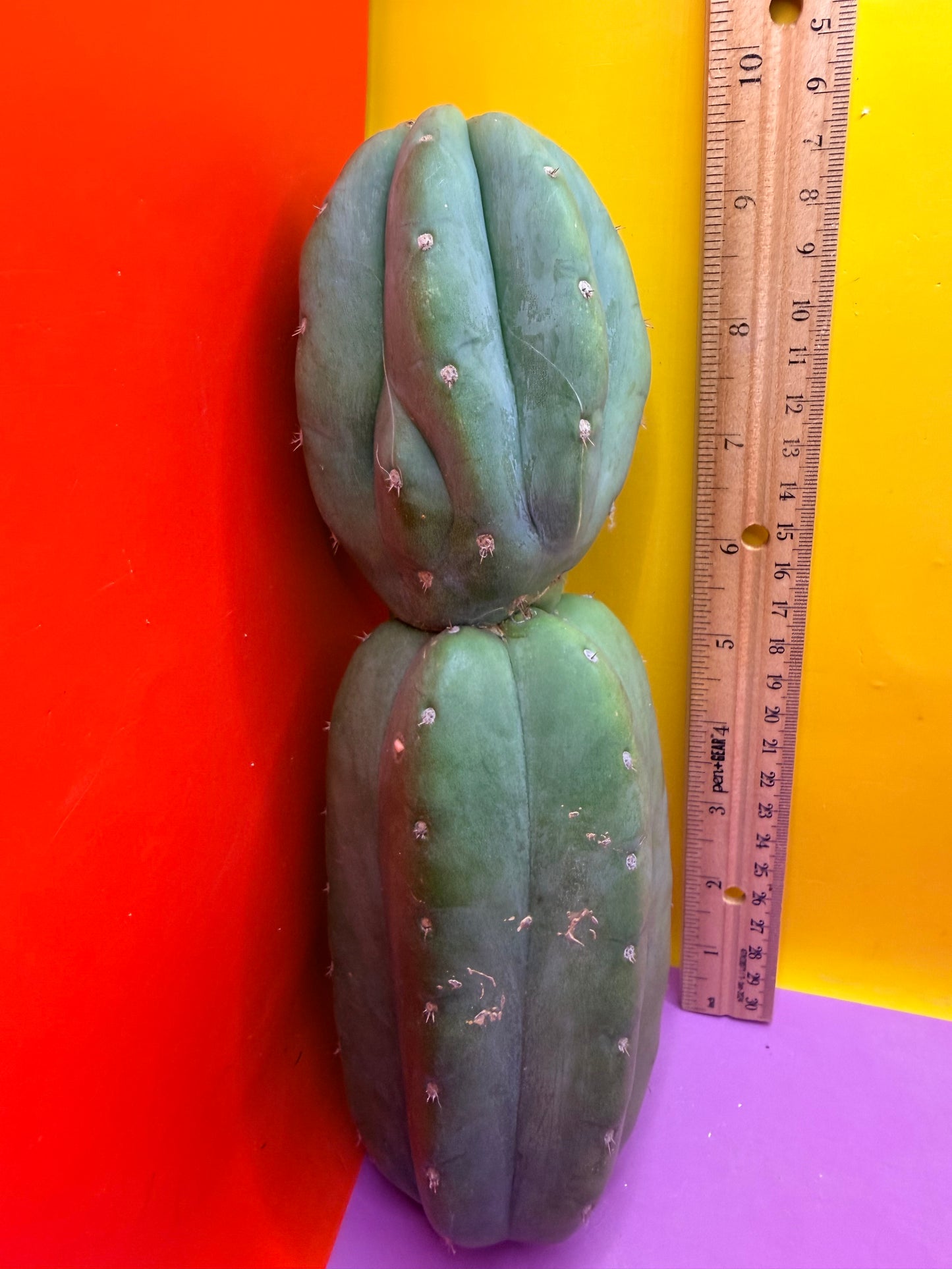 Cahuilla !